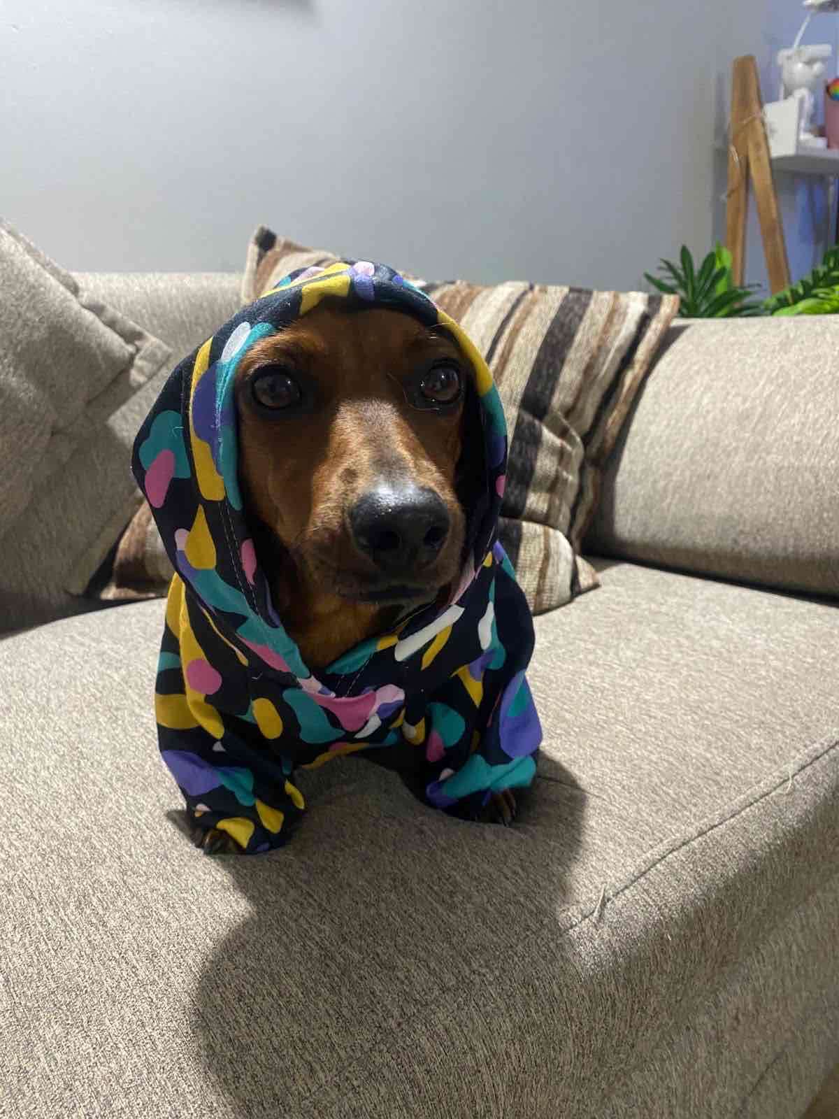 Polerón para perro con estampado - 2