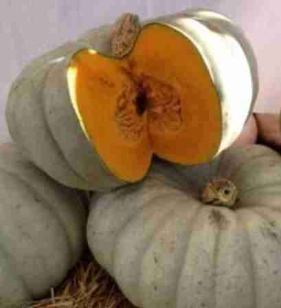 Zapallo fresco del campo