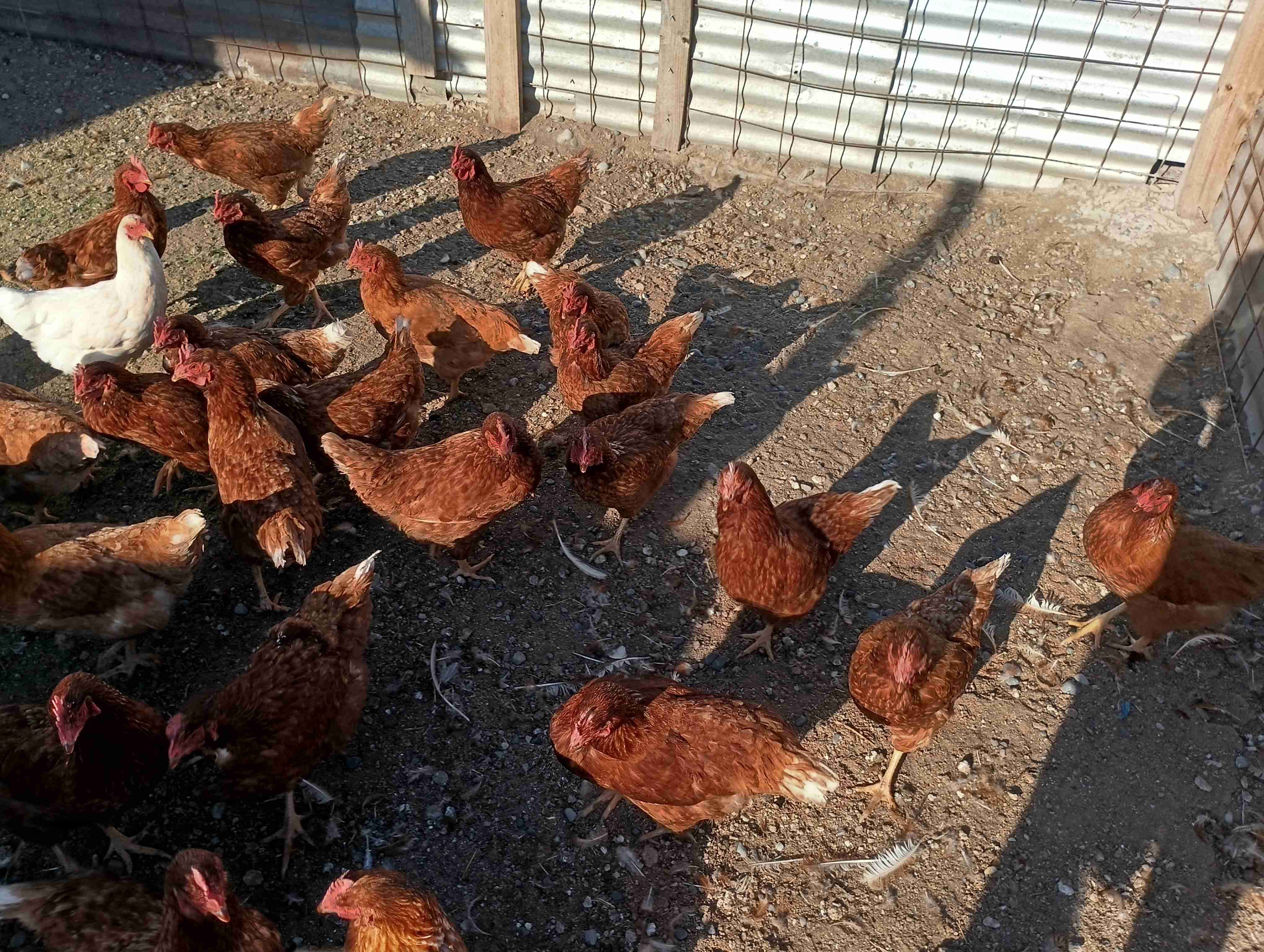 Lote de 31 gallinas ponedoras - miniatura 1