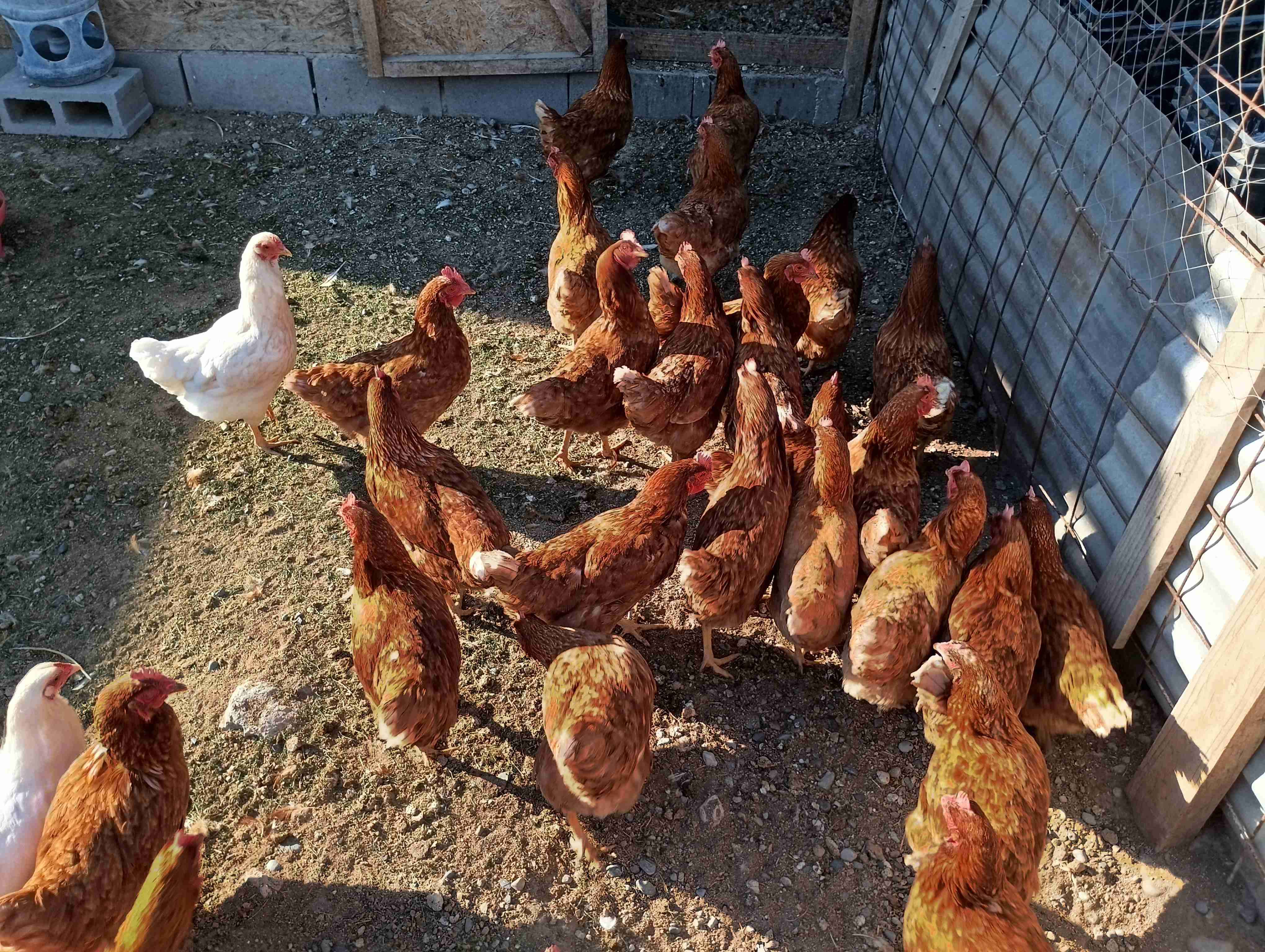 Lote de 31 gallinas ponedoras - miniatura 2