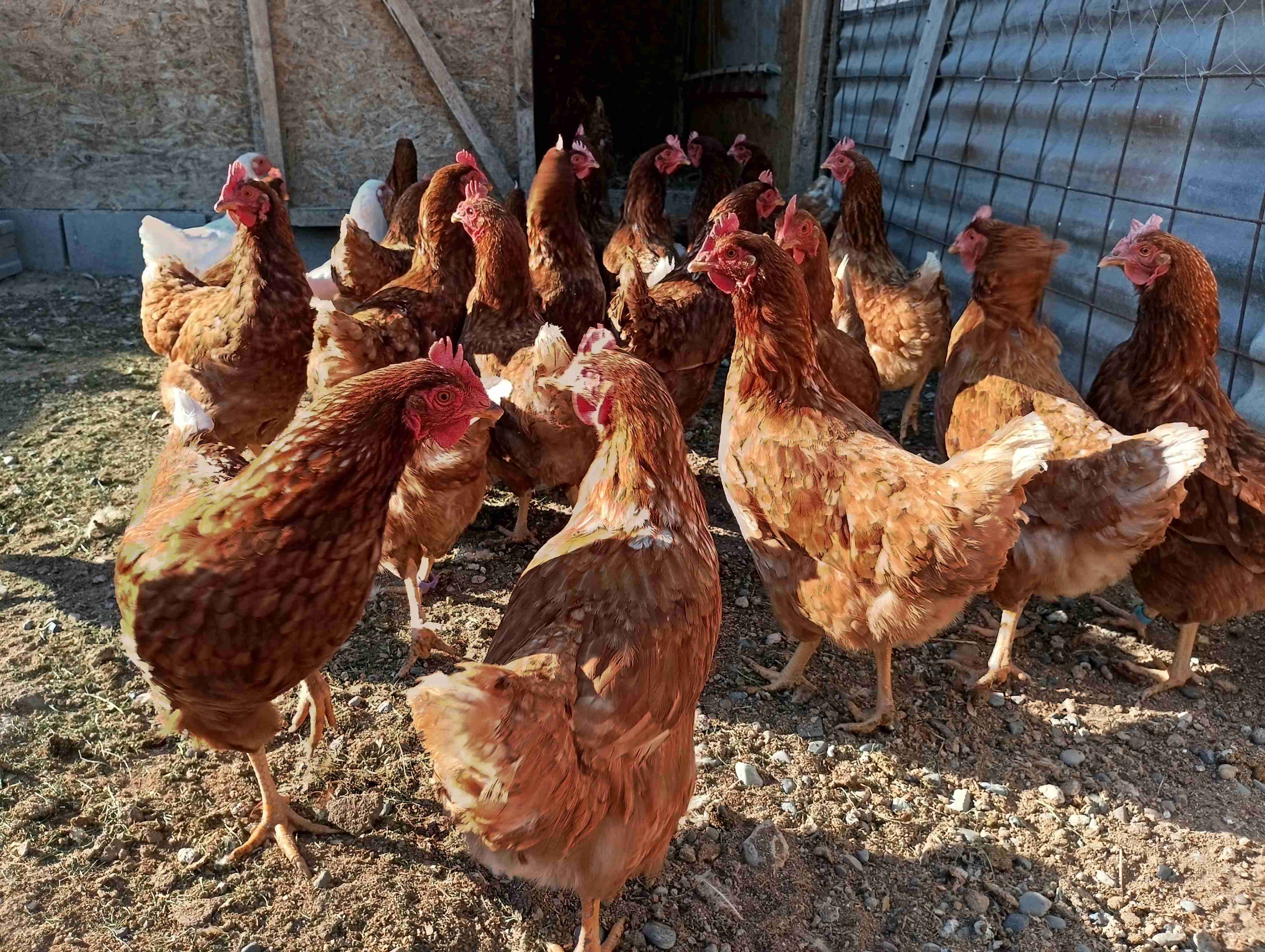 Lote de 31 gallinas ponedoras - miniatura 3