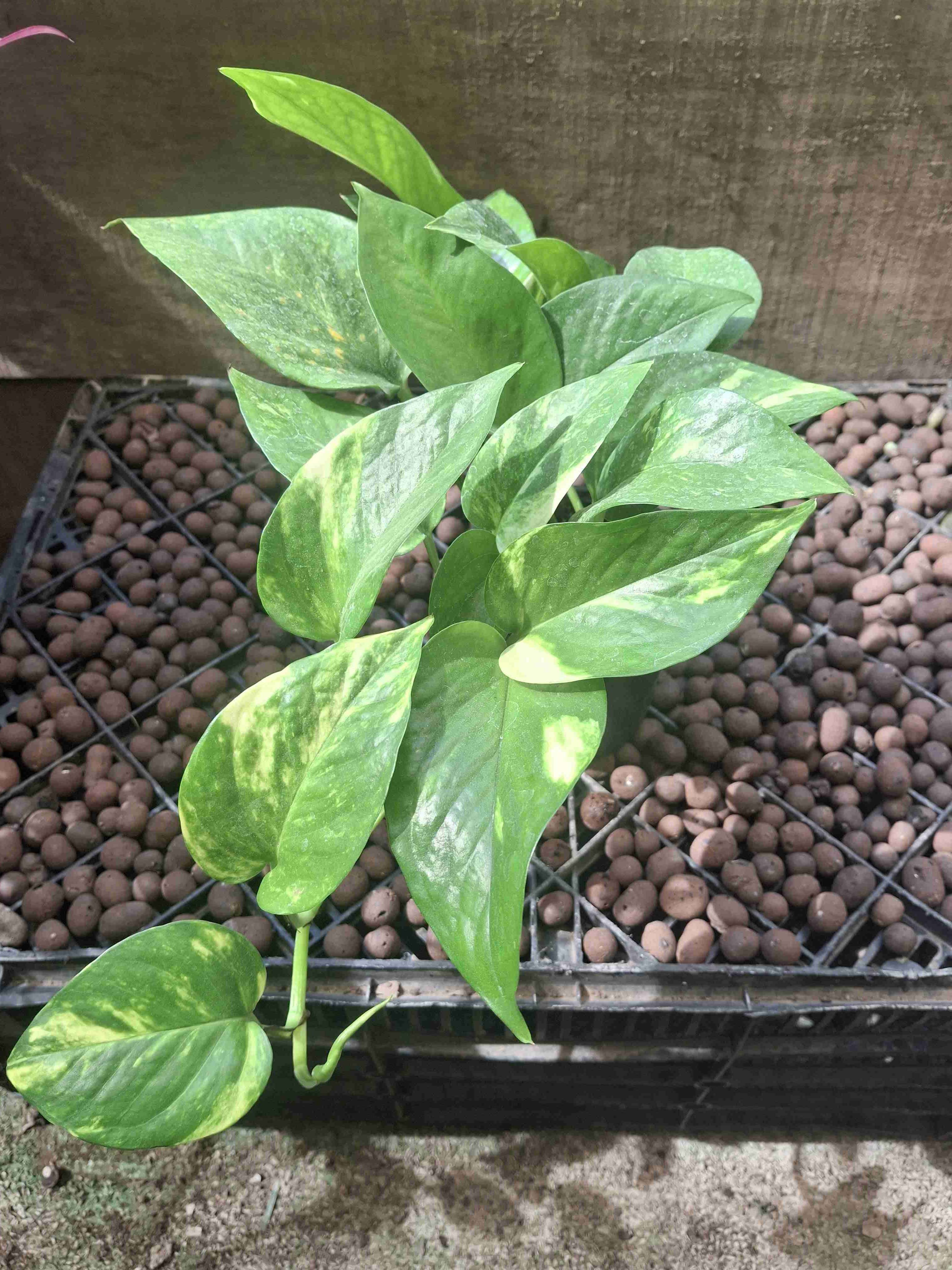 Planta Potus en macetero - 1