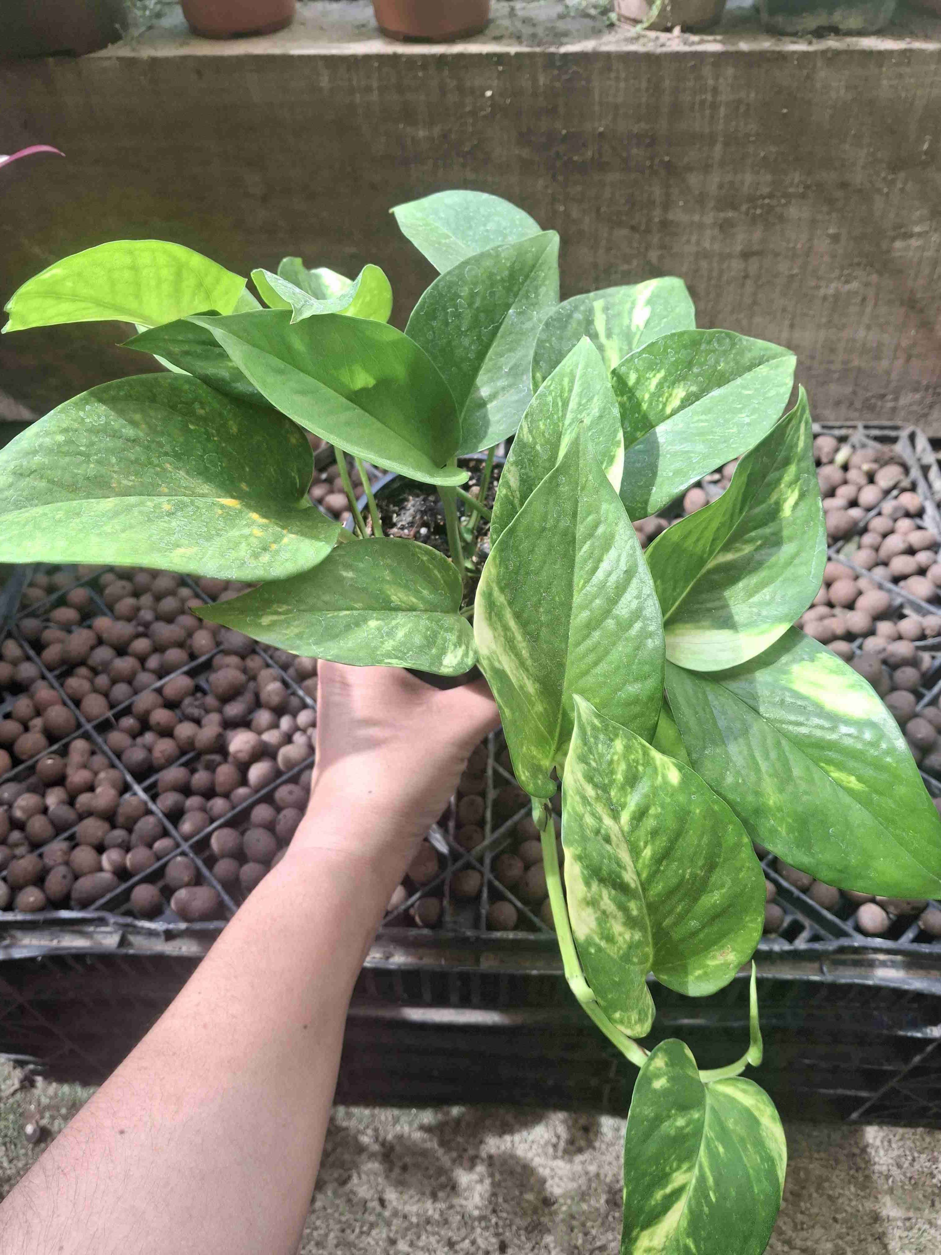 Planta Potus en macetero - 2