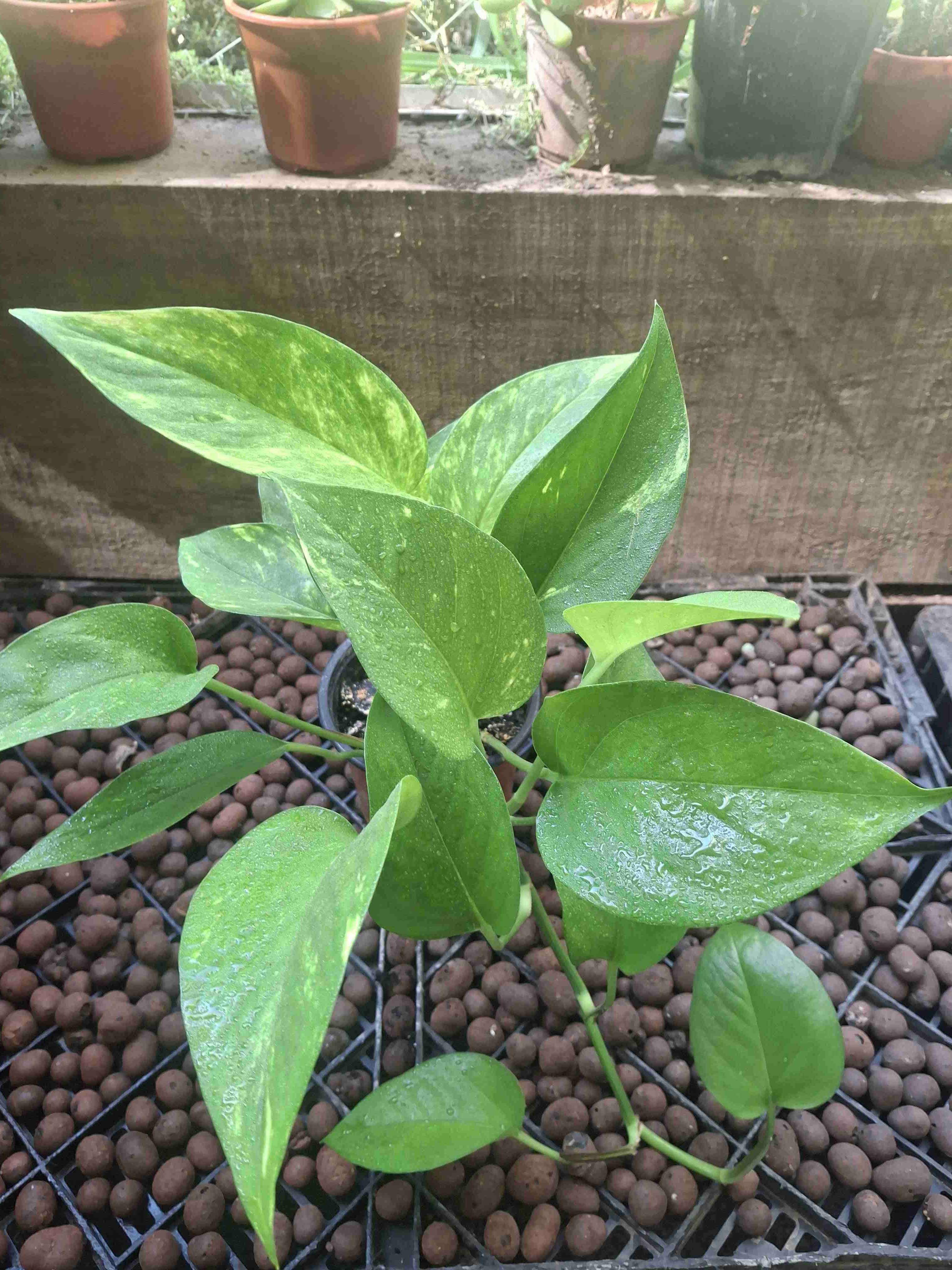 Planta Potus en macetero - 3