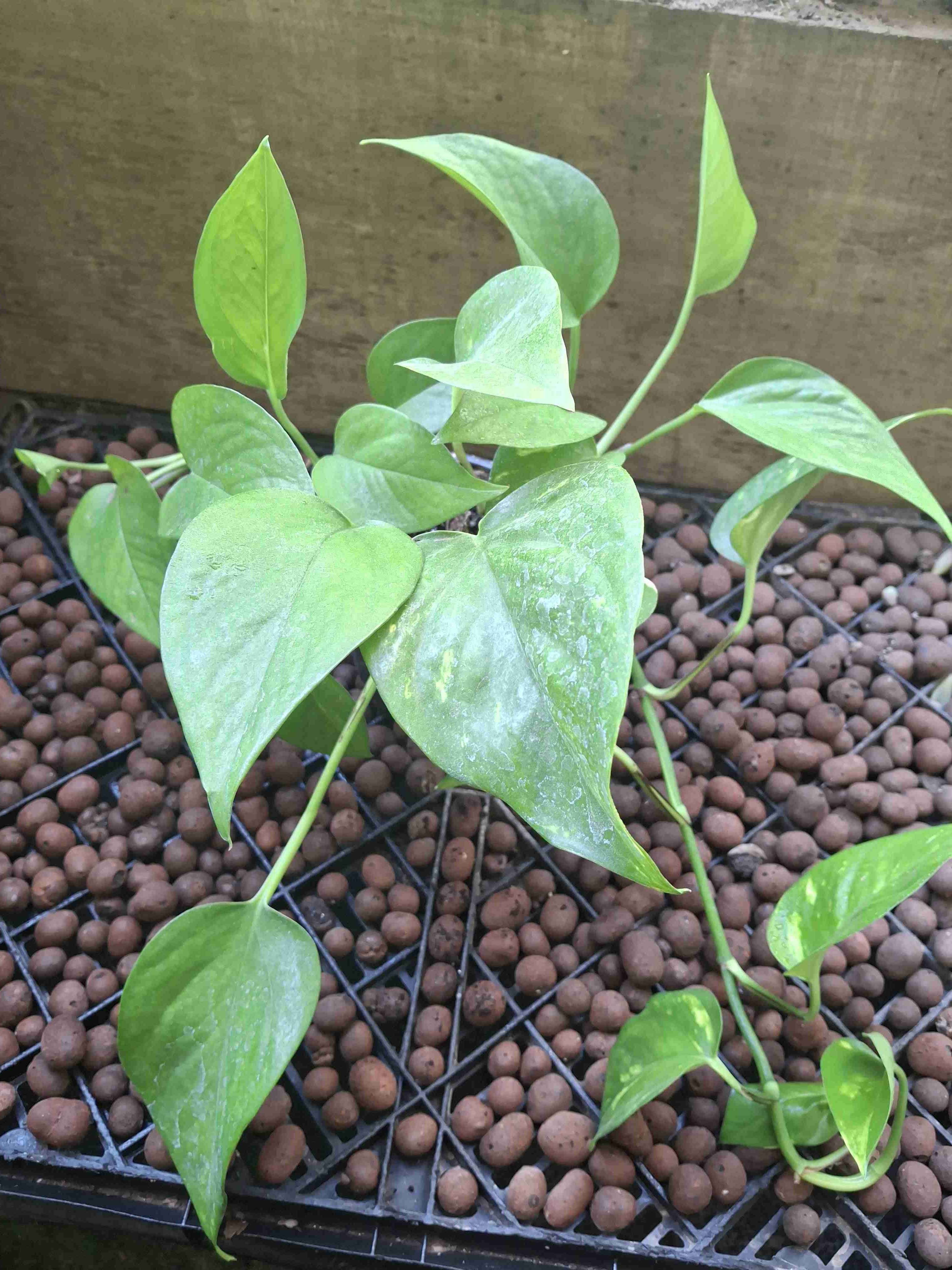 Planta Potus en macetero - 4