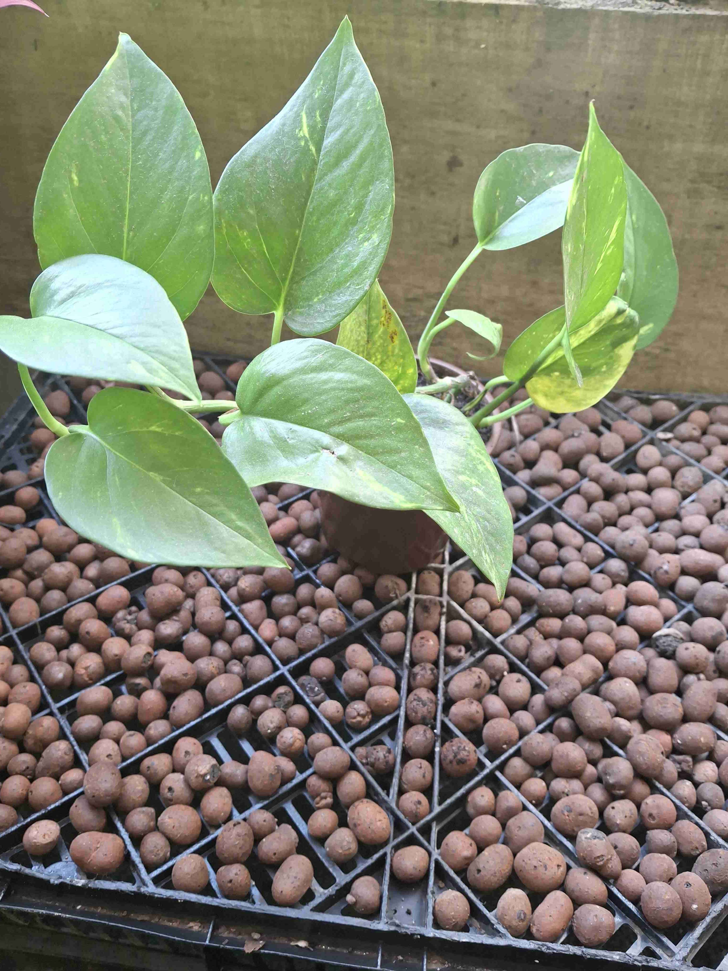 Planta Potus en macetero - 5