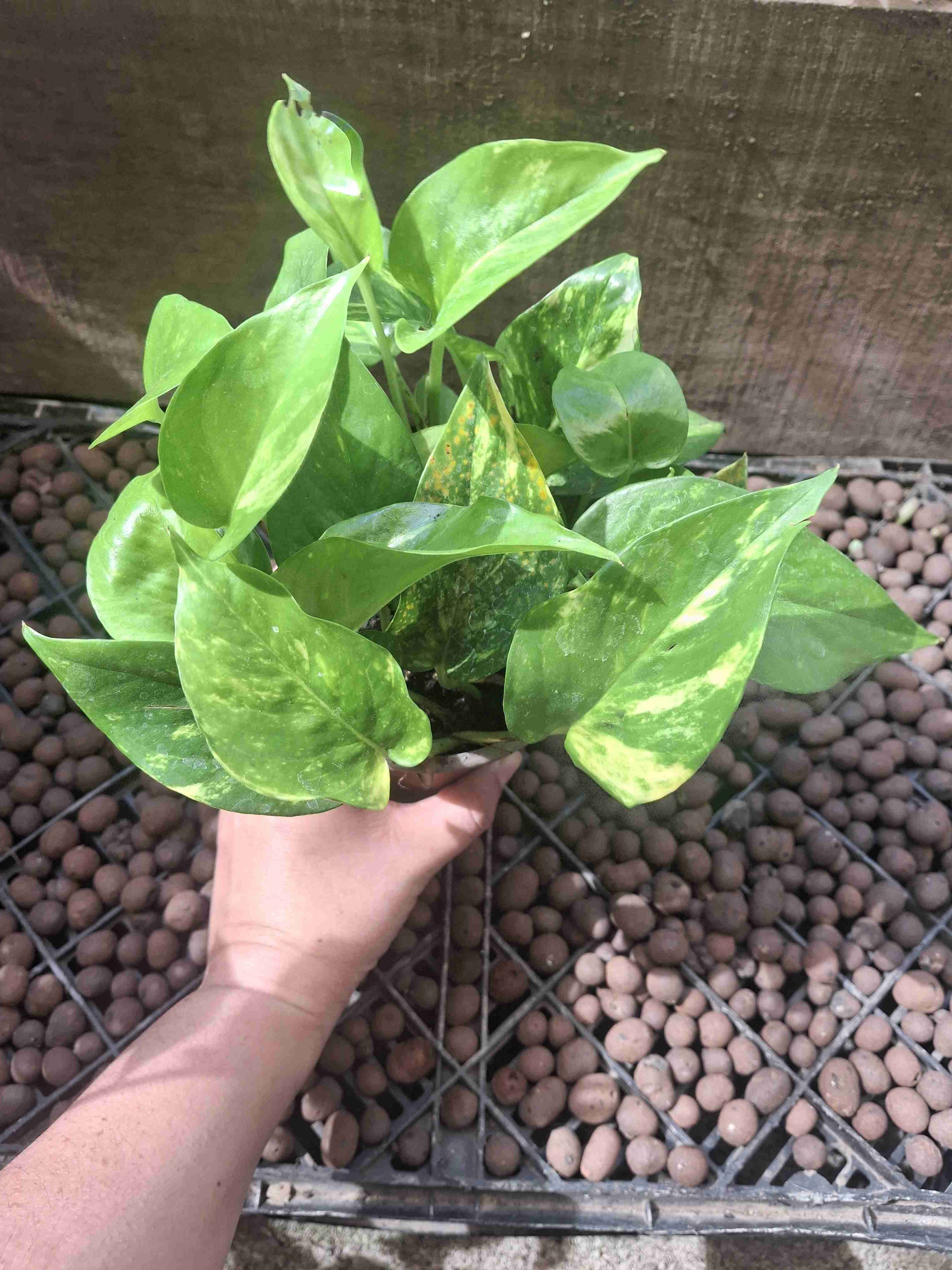 Planta Potus en macetero - 6