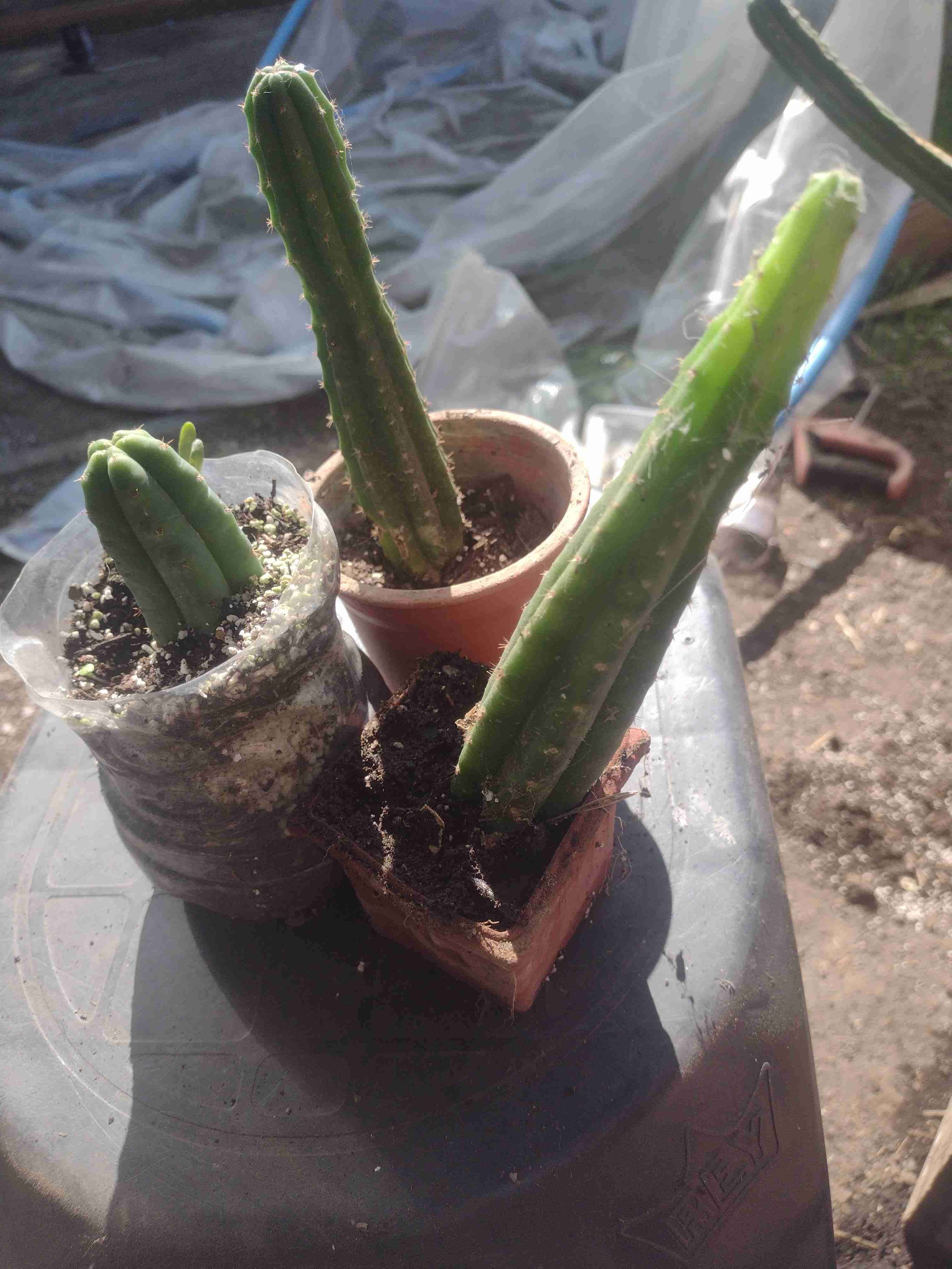 Hermosos Cactus San Pedro a $10.000 - miniatura 2