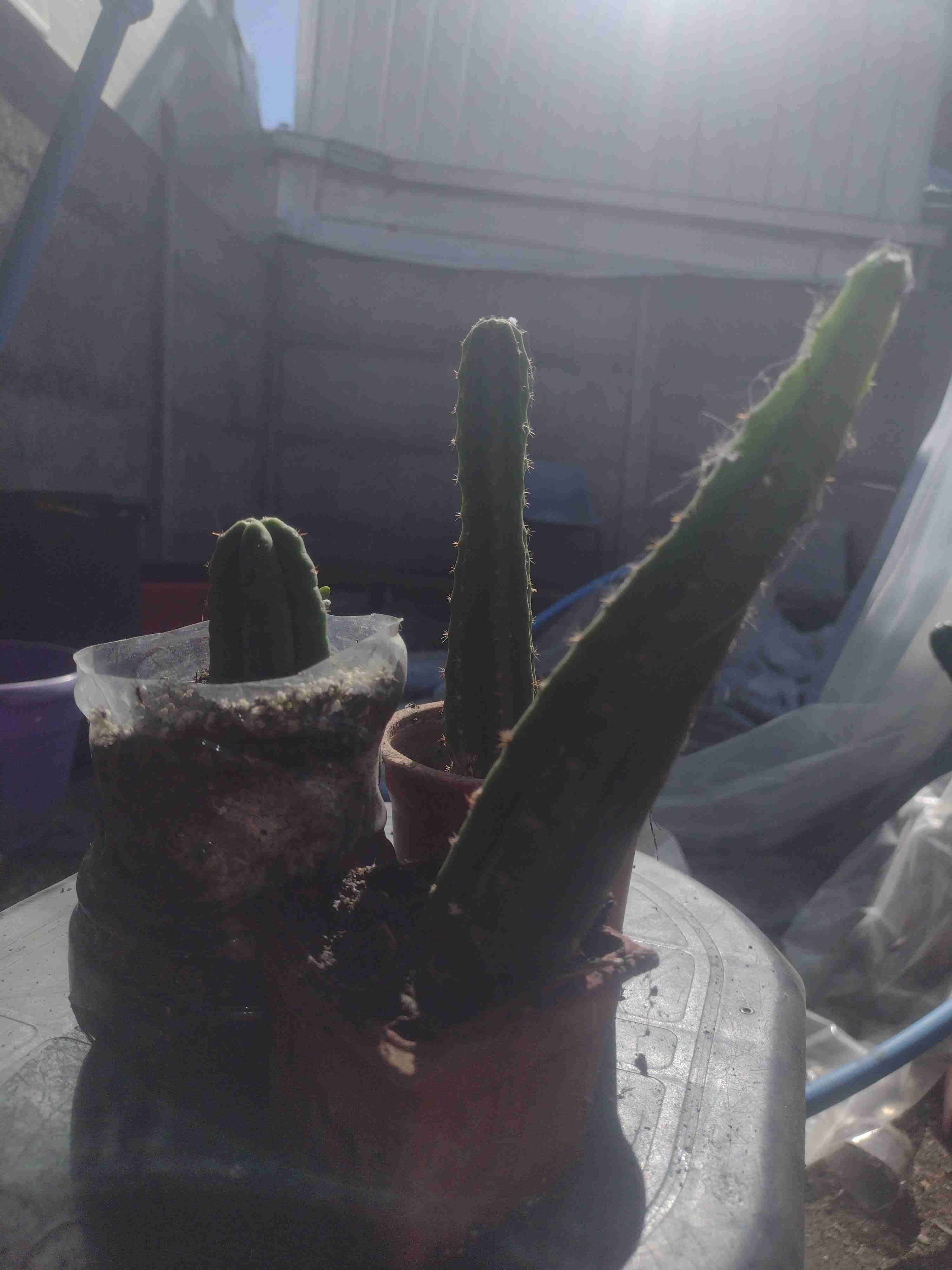 Hermosos Cactus San Pedro a $10.000 - miniatura 3