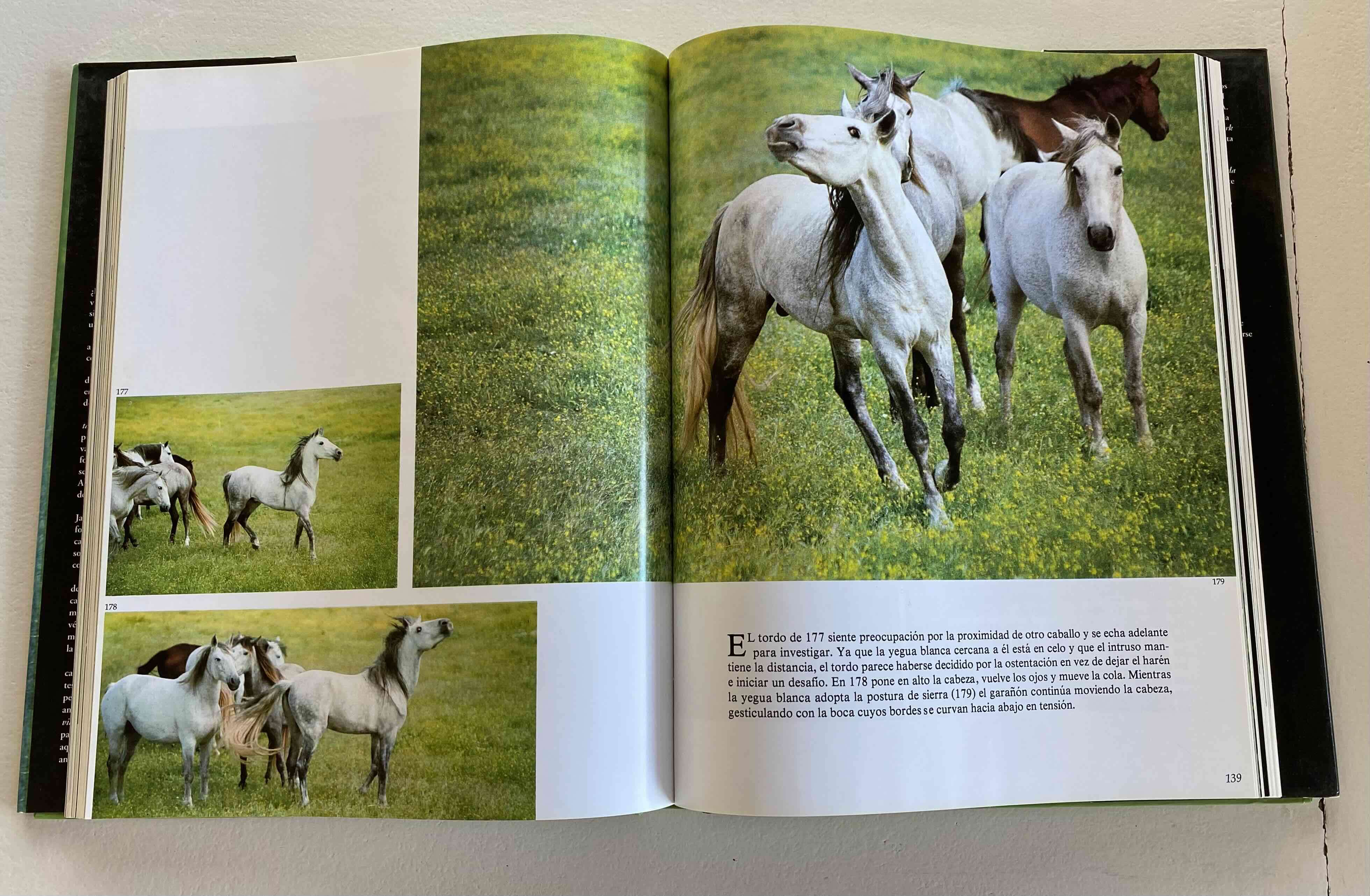 Libro La Vida Secreta del Caballo - miniatura 6