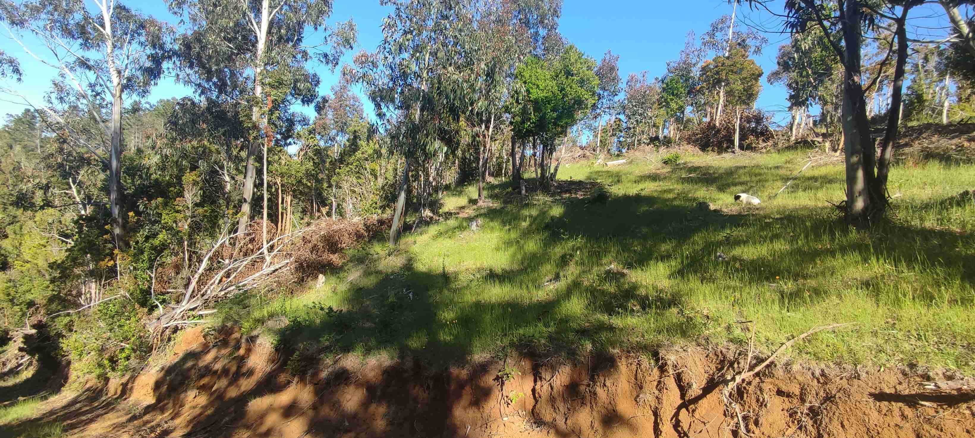 Vendo terreno - miniatura 4