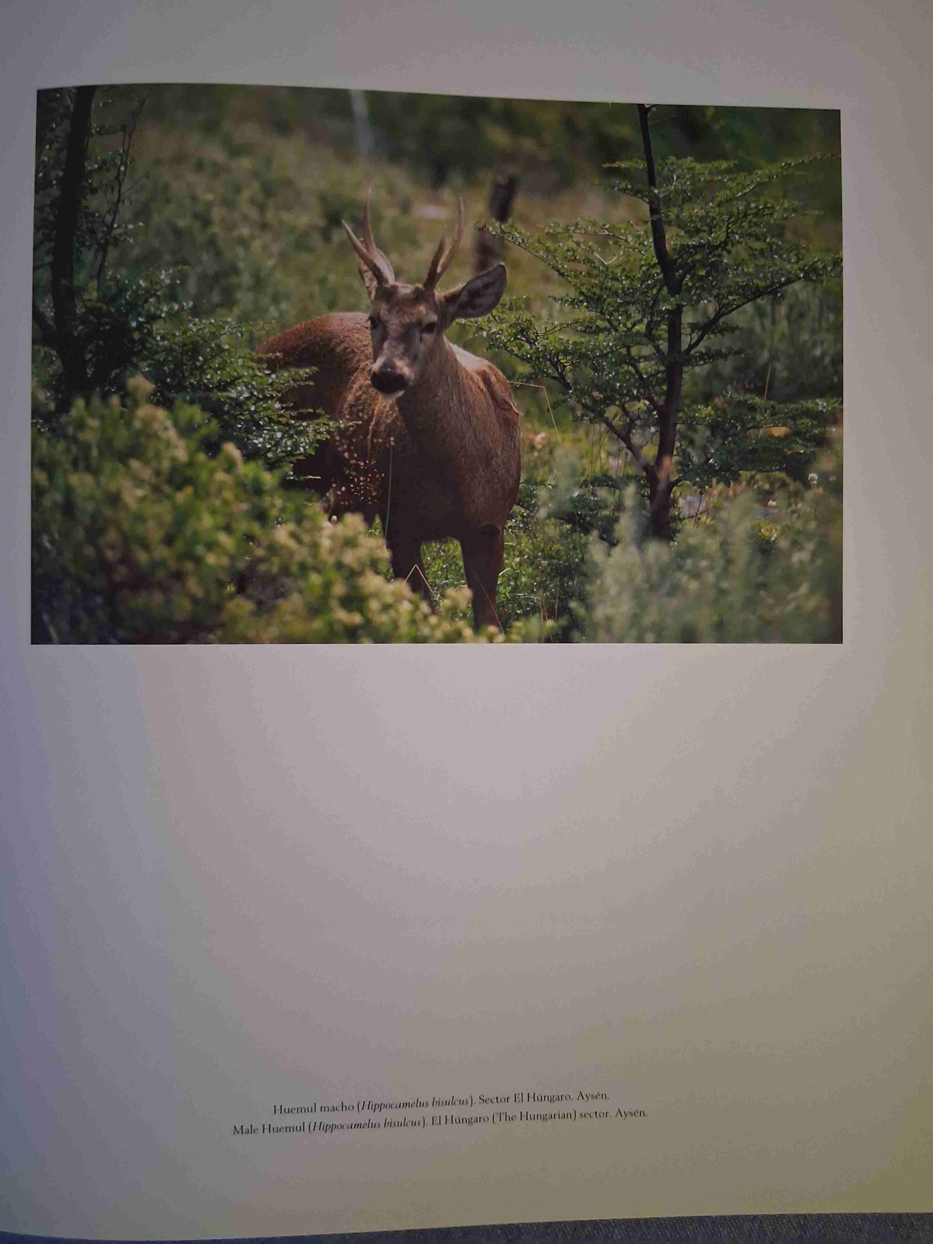 Libro Chile formas y colores - miniatura 2