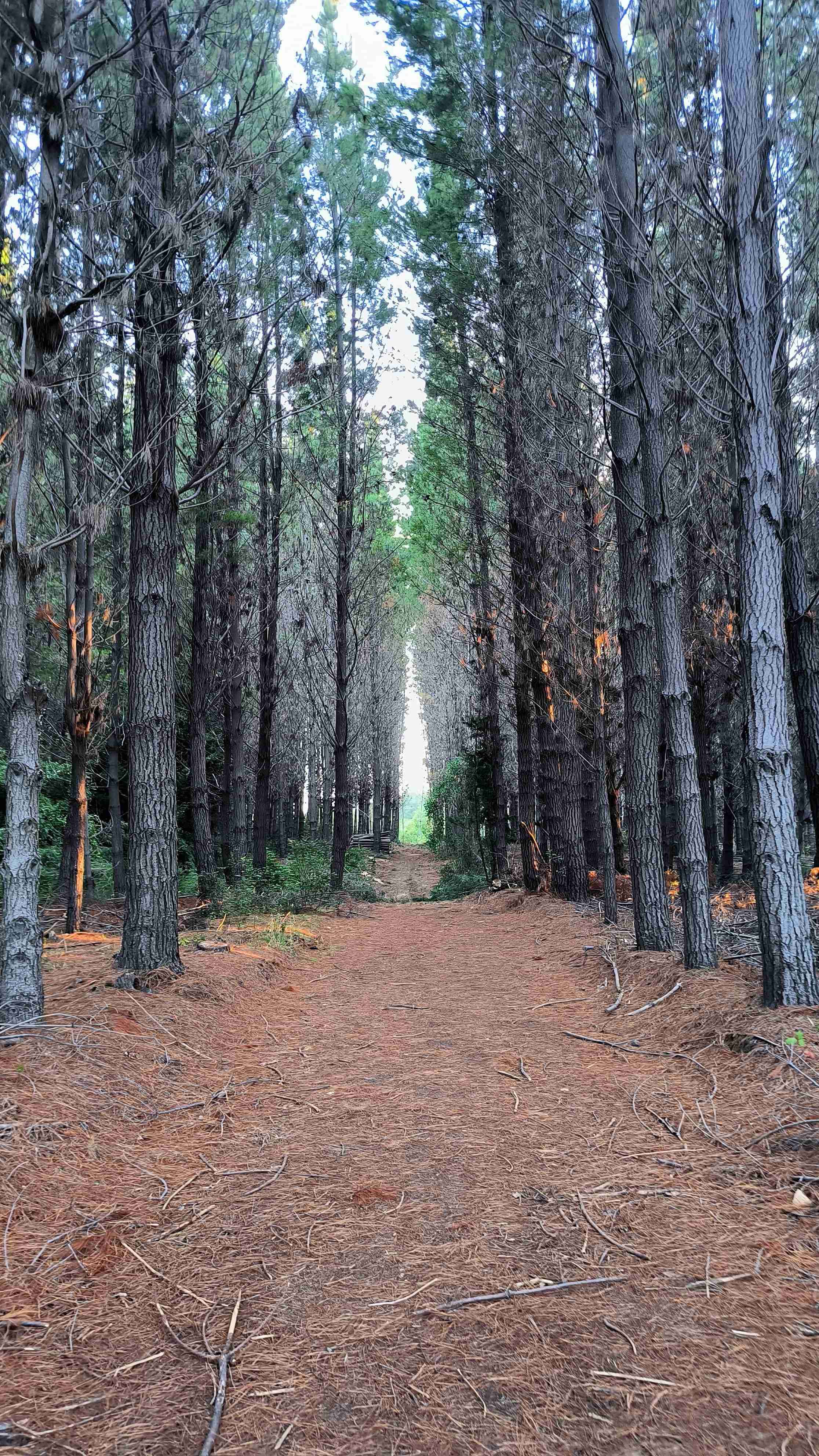 Smartphone Xiaomi 12 T - miniatura 6