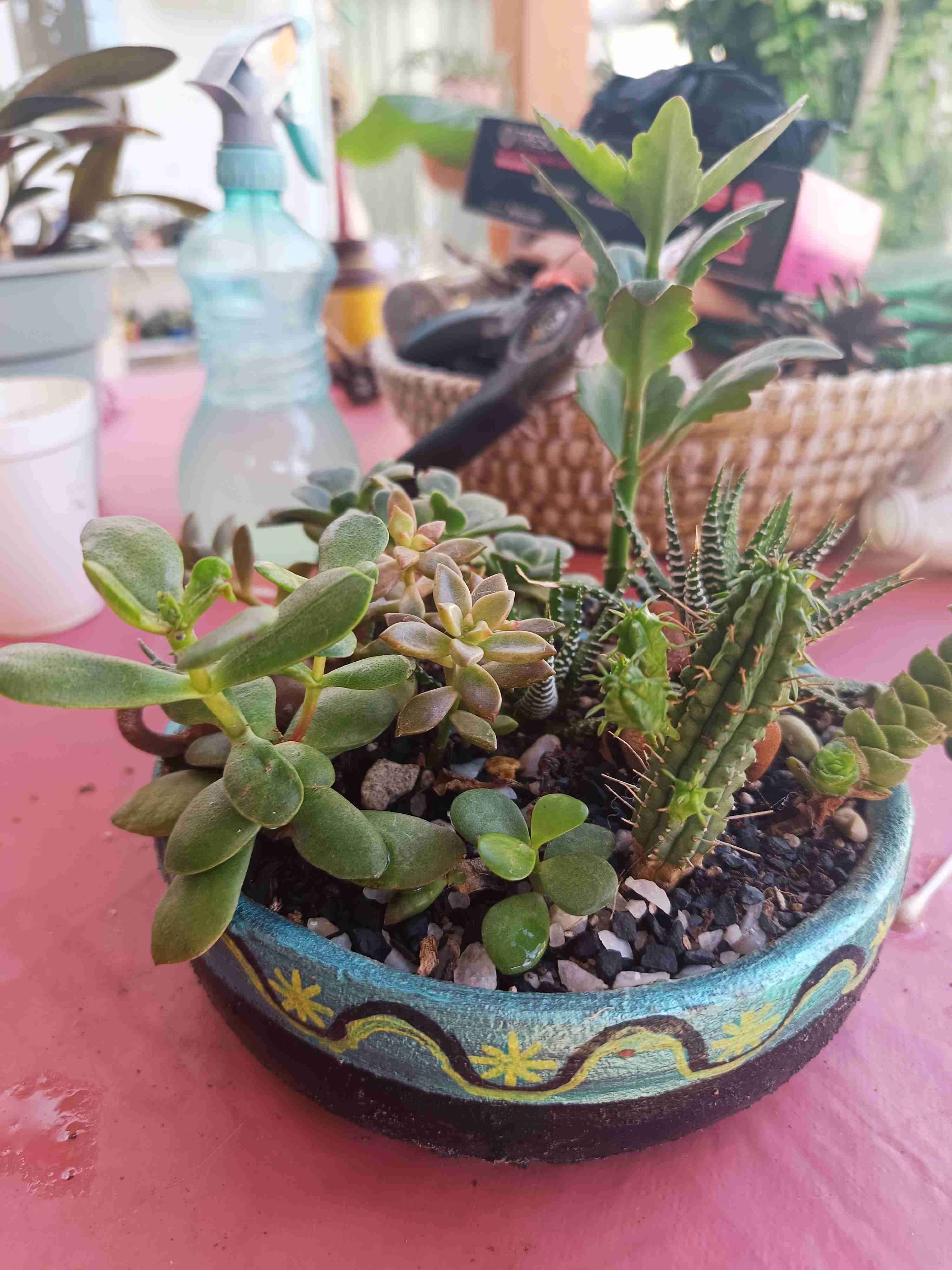 Macetero con suculentas variadas - miniatura 1