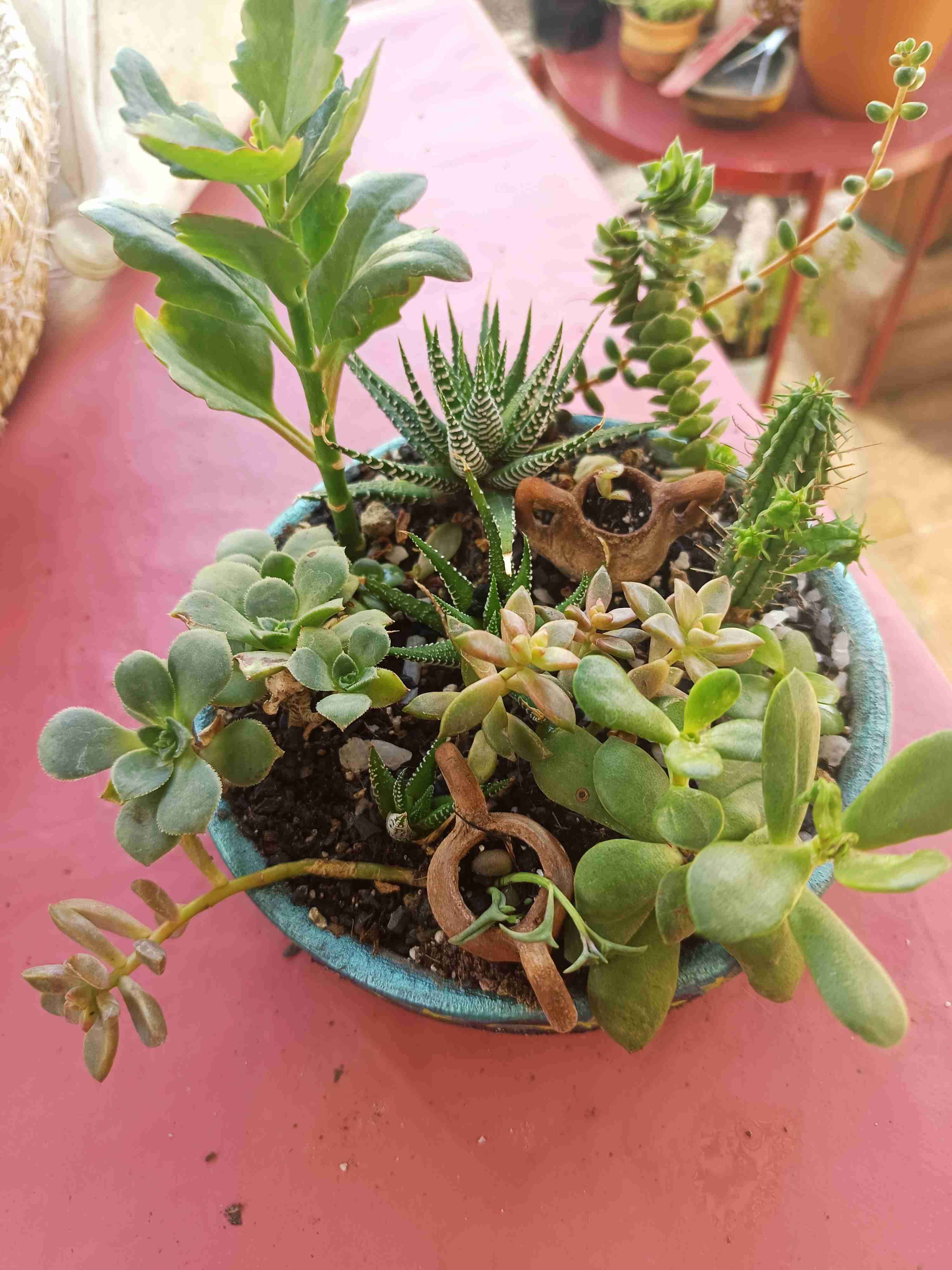 Macetero con suculentas variadas - miniatura 2