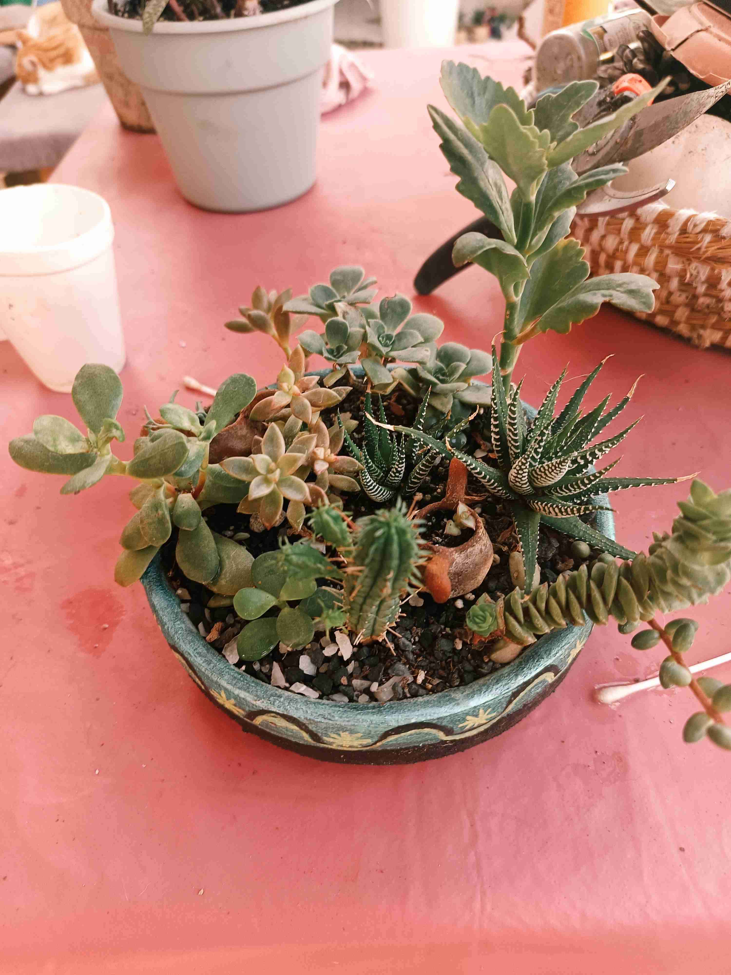 Macetero con suculentas variadas - miniatura 3