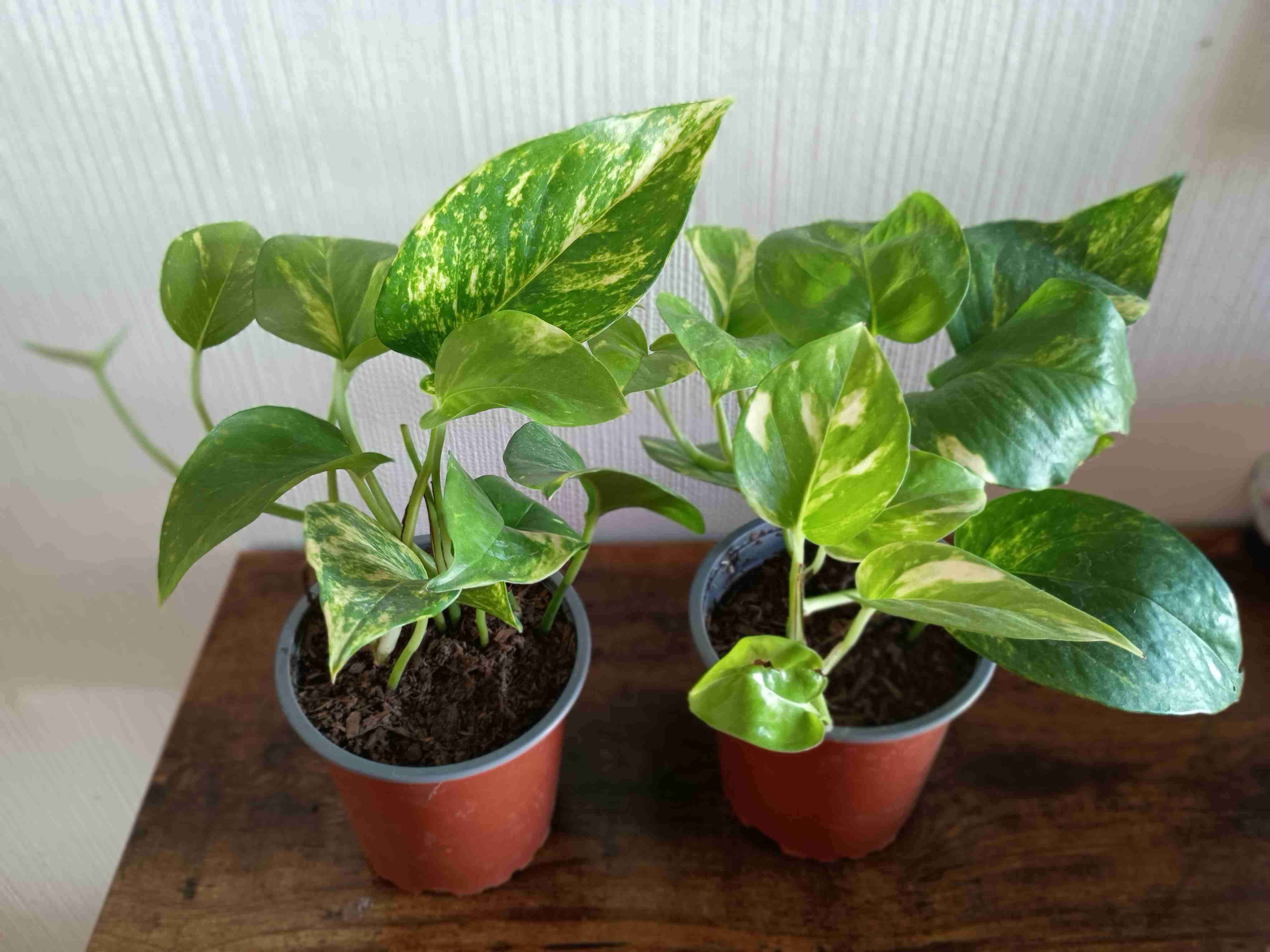 Plantas - miniatura 1