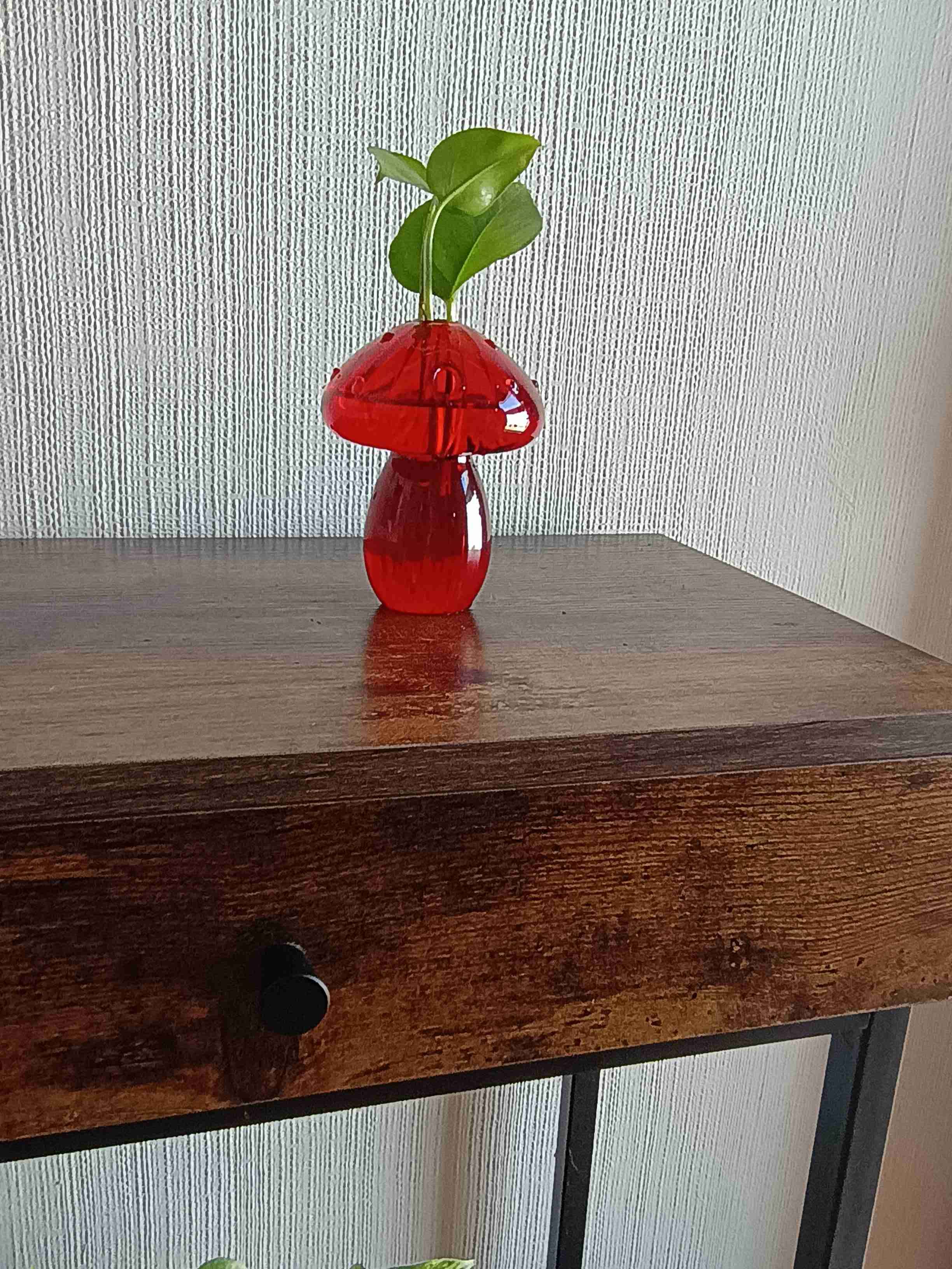 Plantas - miniatura 4