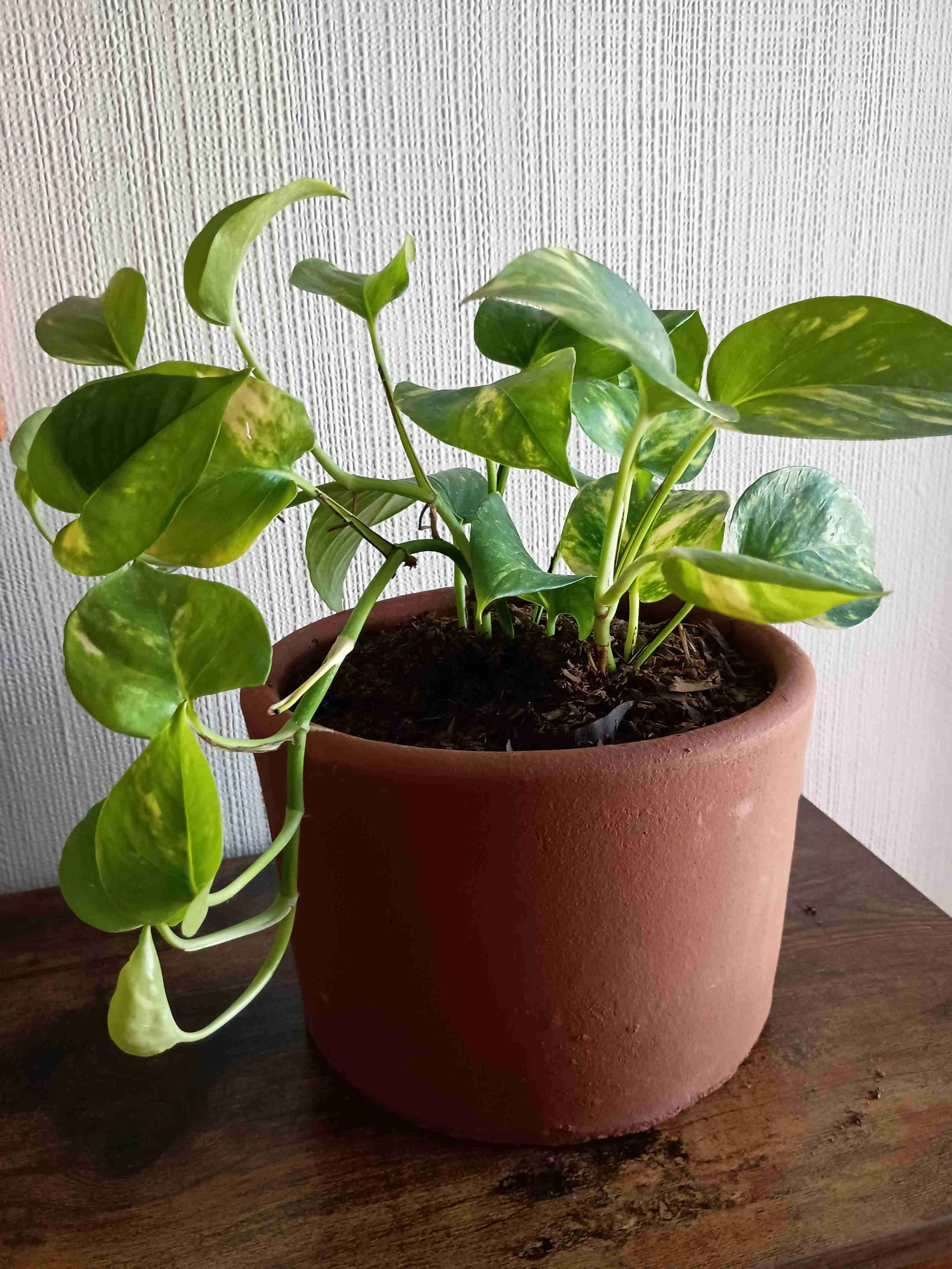 Plantas - miniatura 5