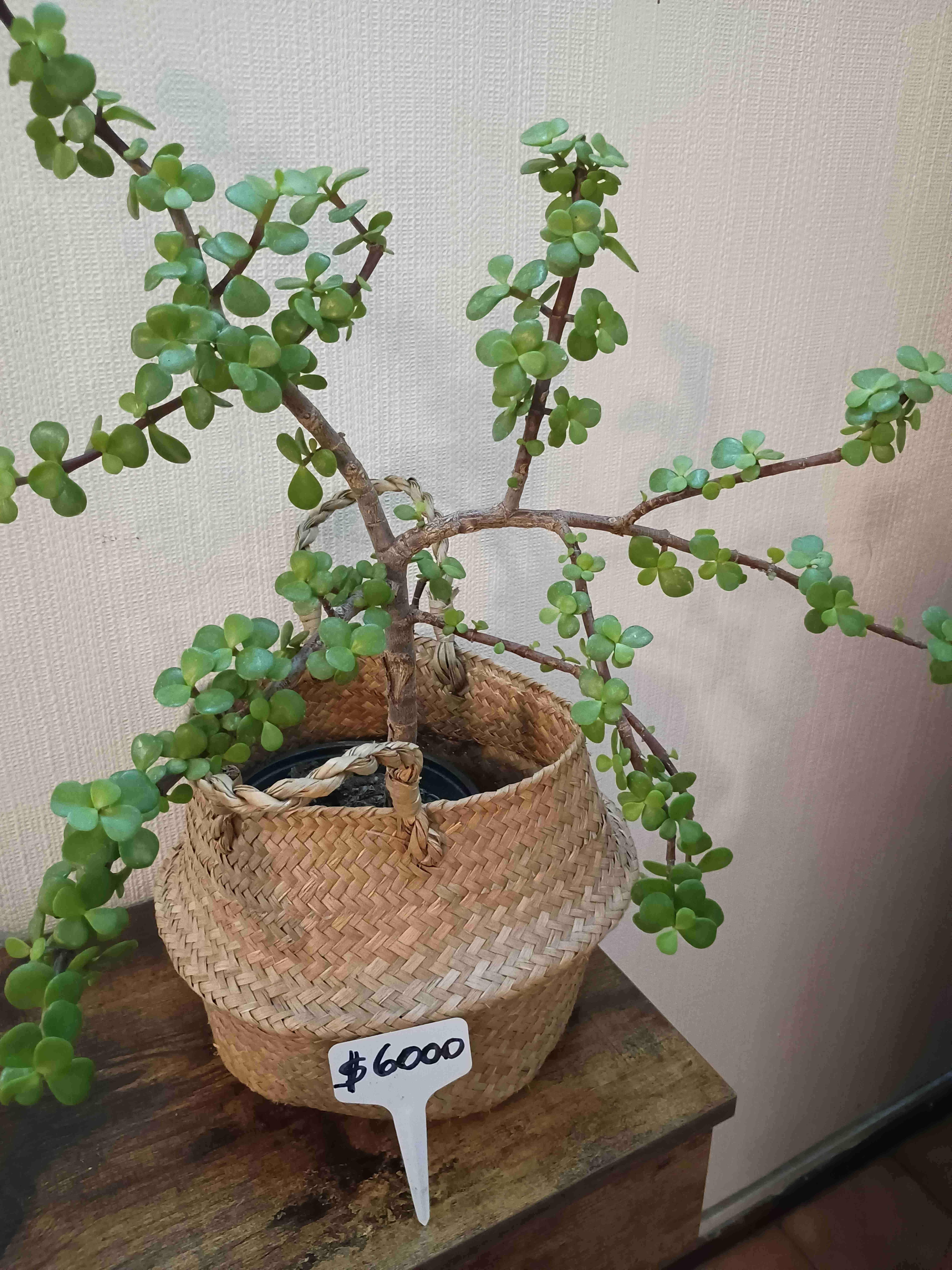 Plantas - miniatura 6