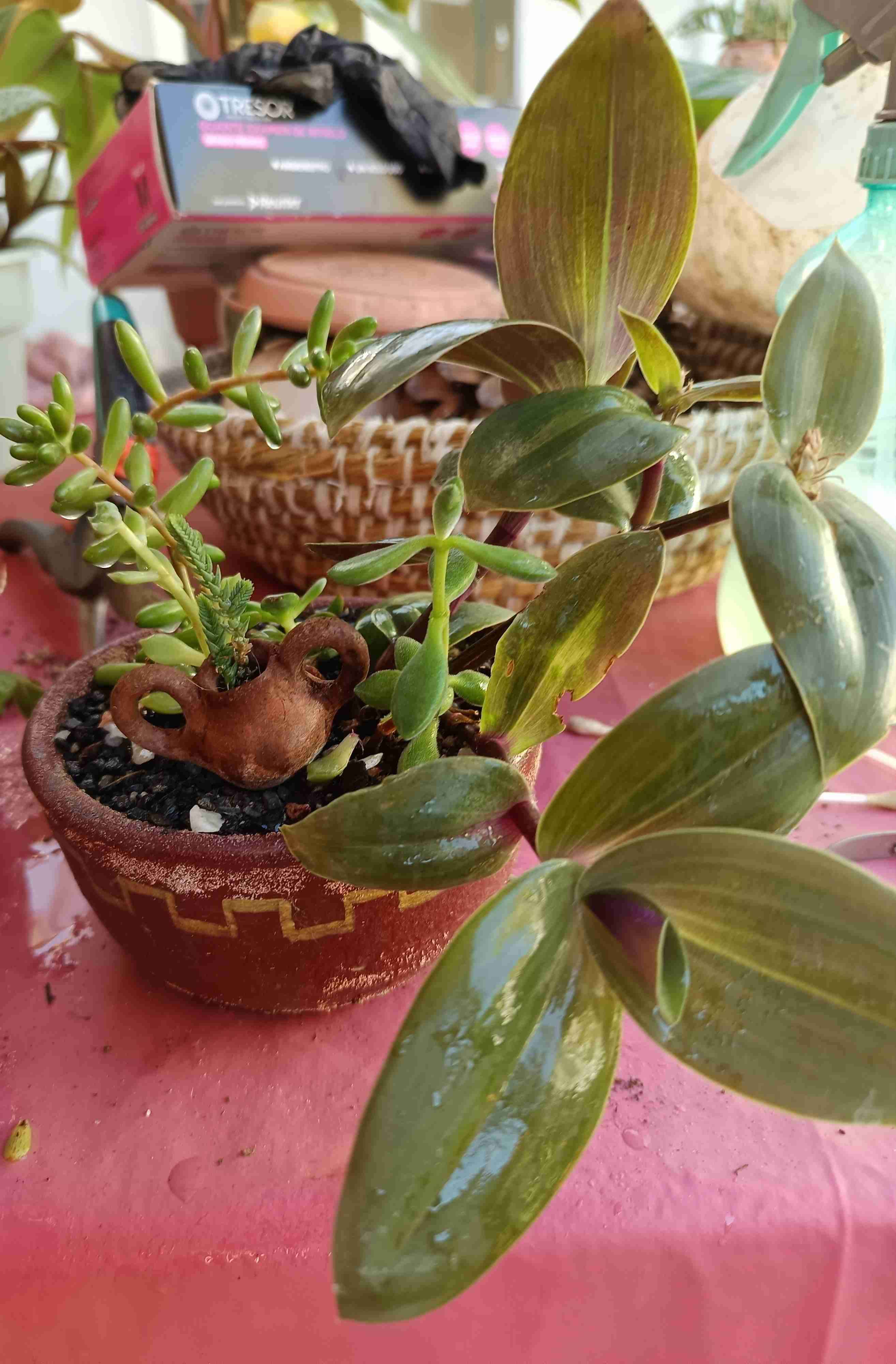 Macetero con suculentas variadas - miniatura 1