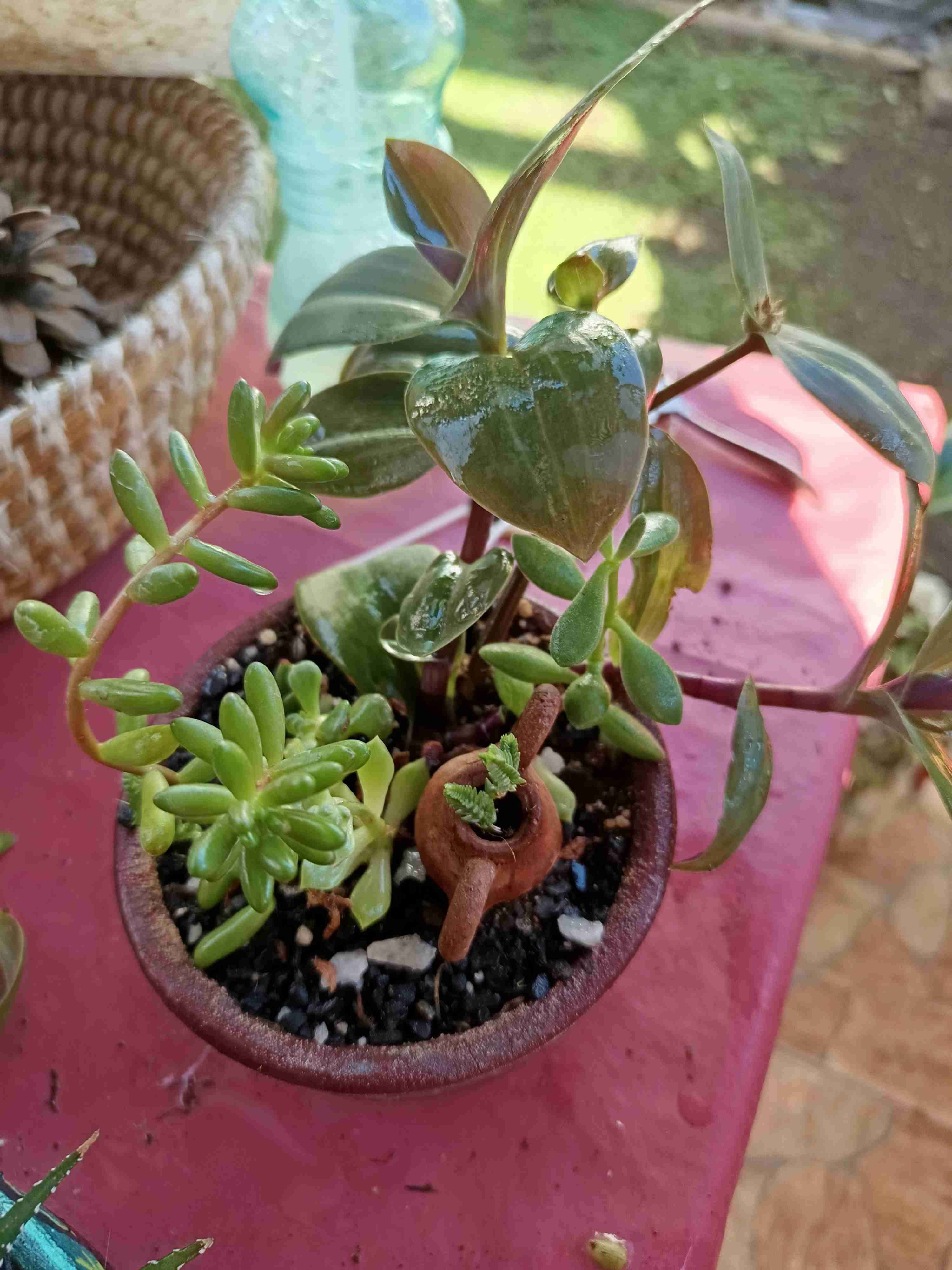 Macetero con suculentas variadas - miniatura 2