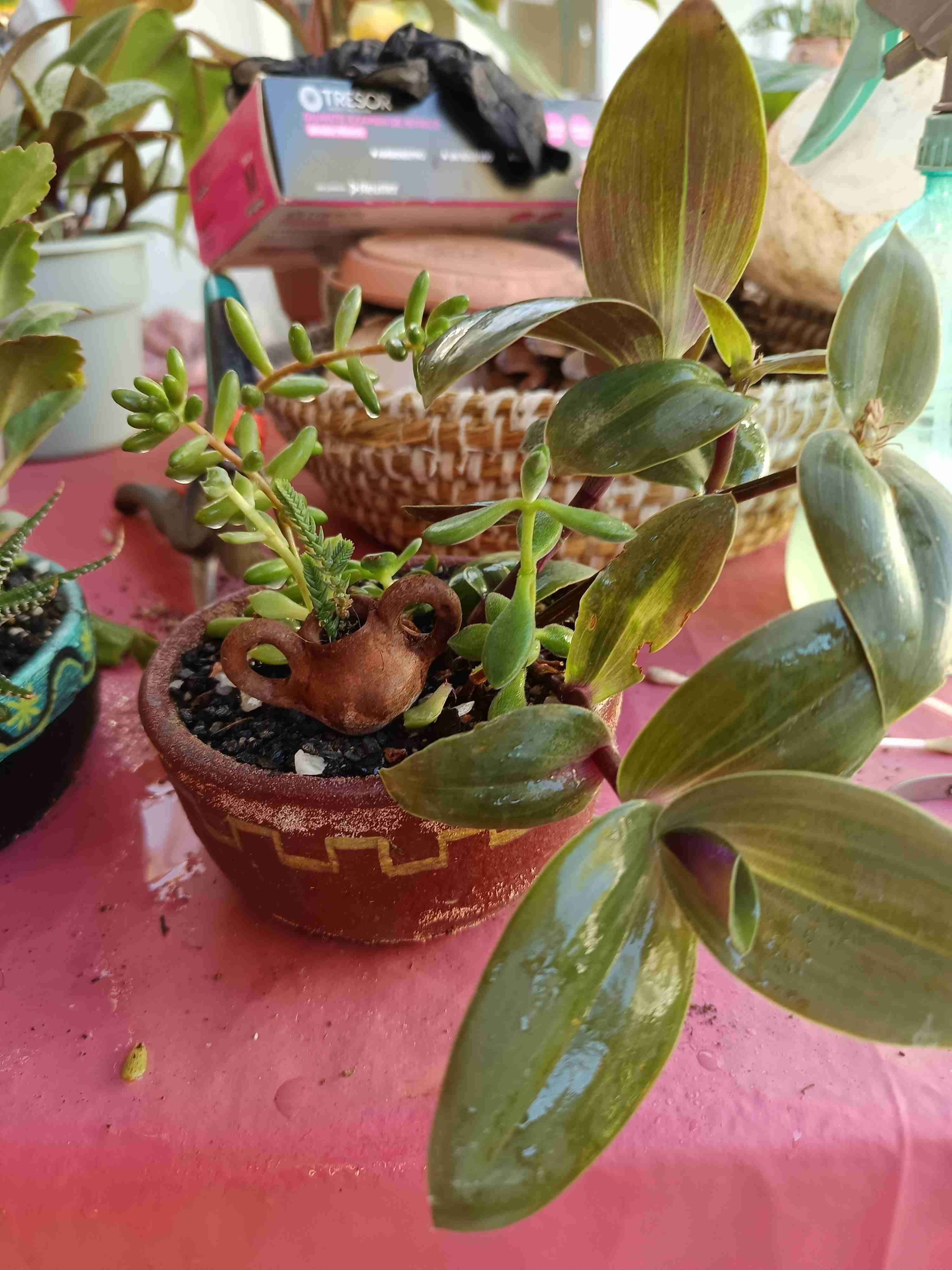 Macetero con suculentas variadas - miniatura 3