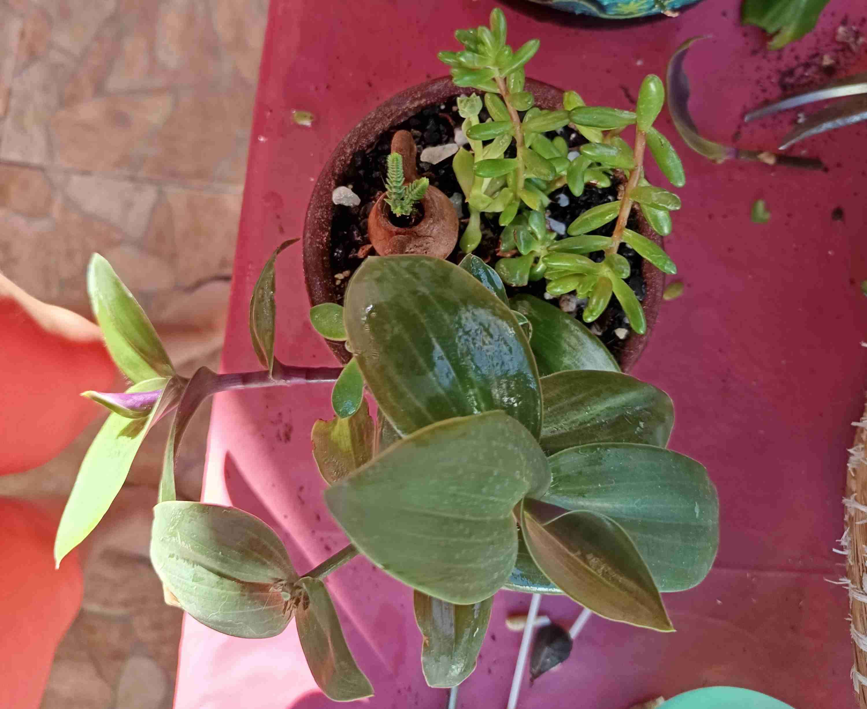 Macetero con suculentas variadas - miniatura 4