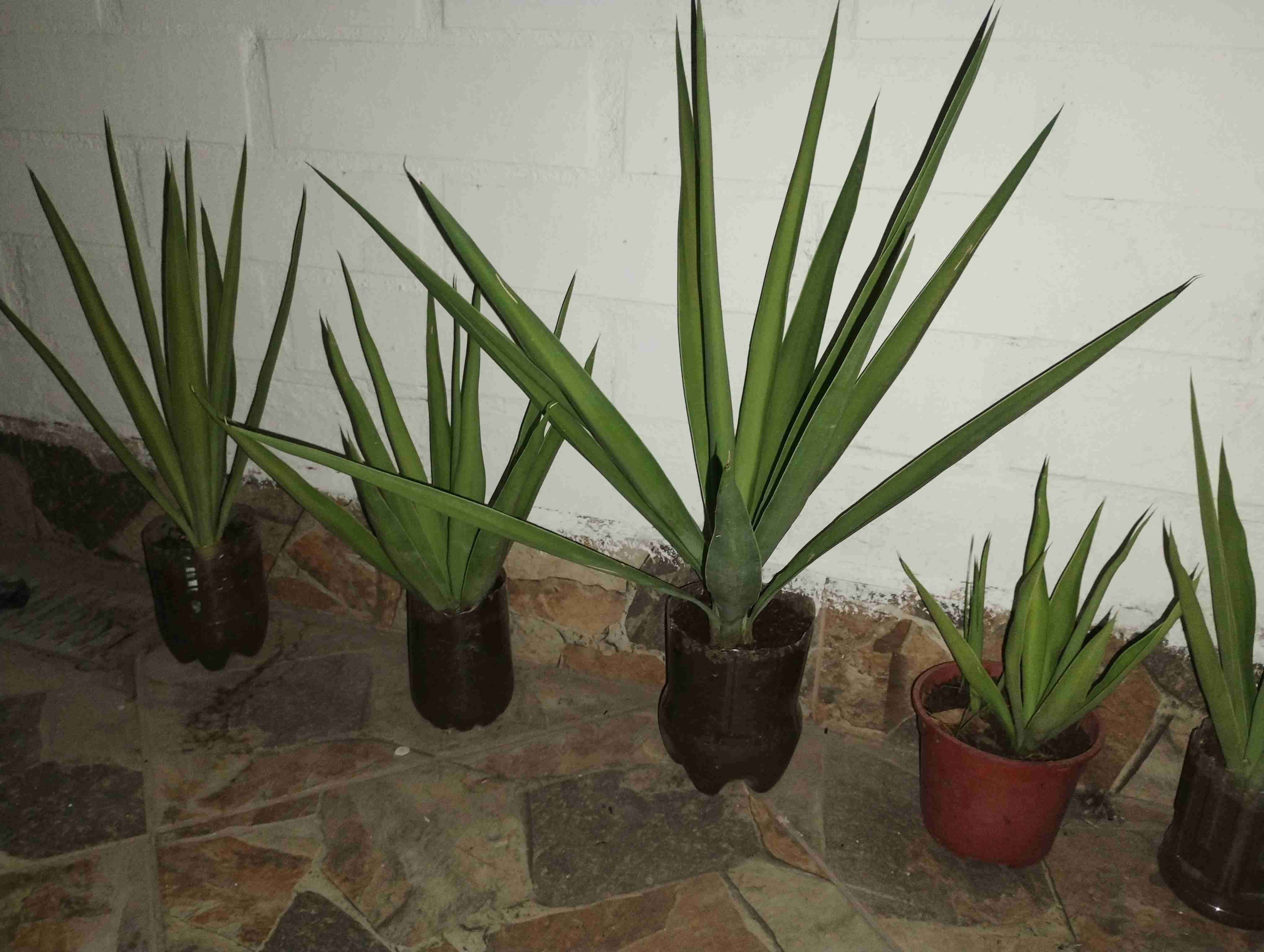 Plantas de interior en macetas - miniatura 1