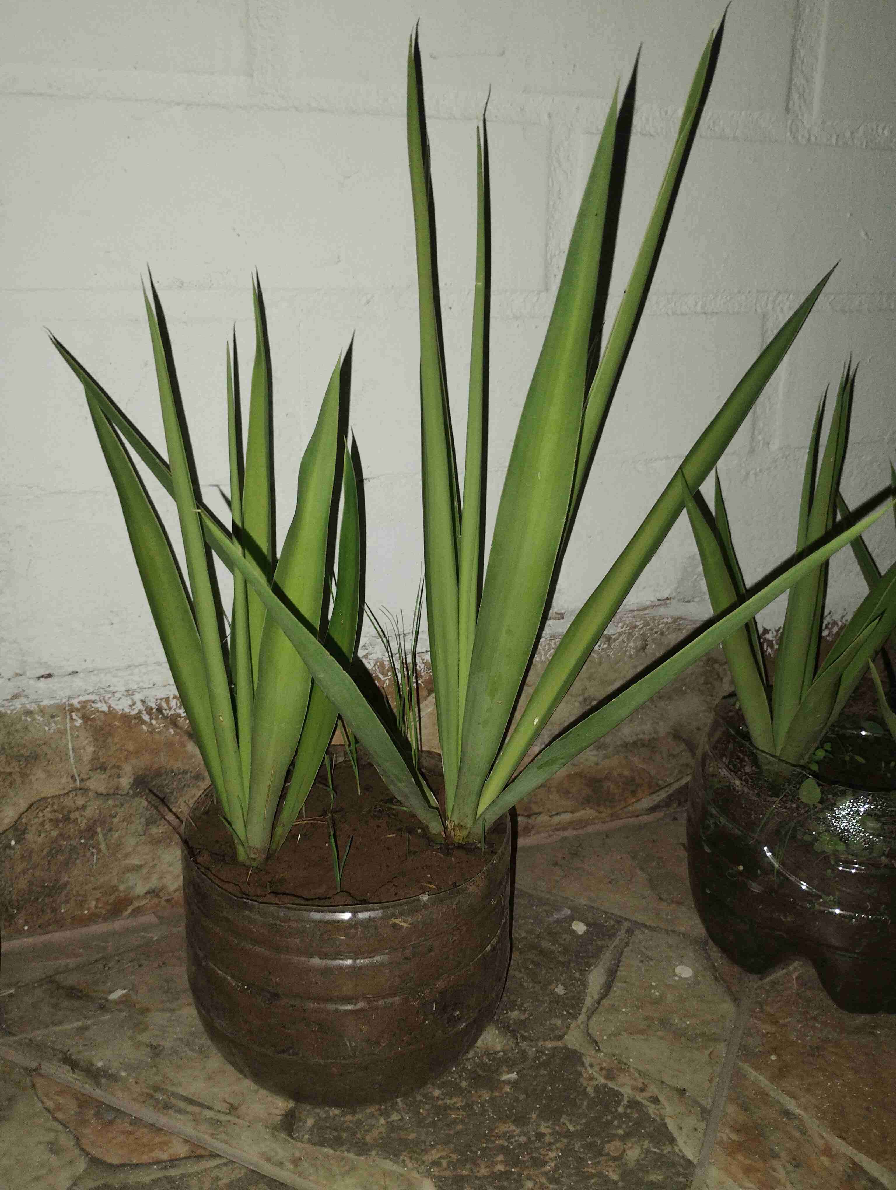 Plantas de interior en macetas - miniatura 2