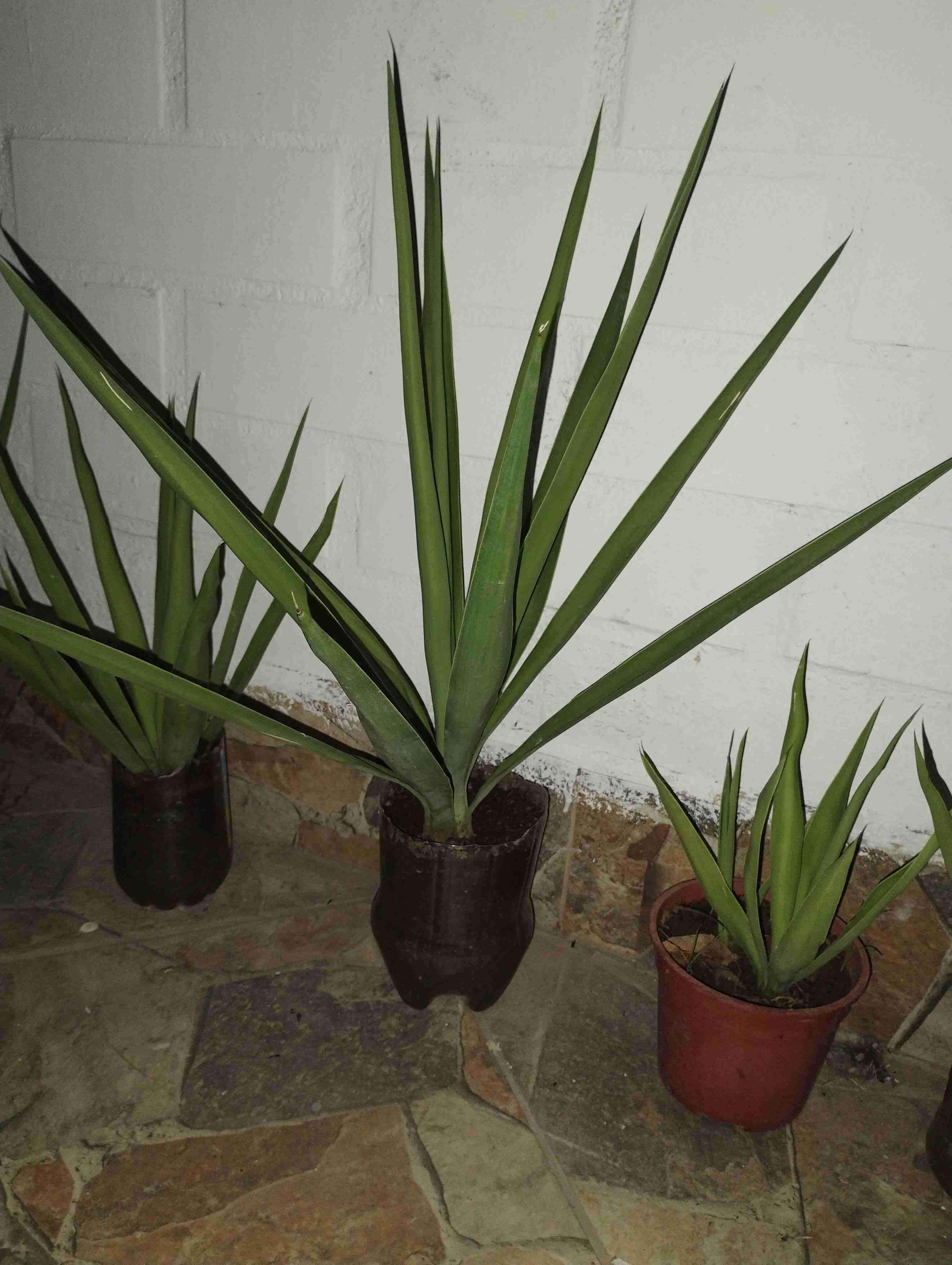 Plantas de interior en macetas - miniatura 3