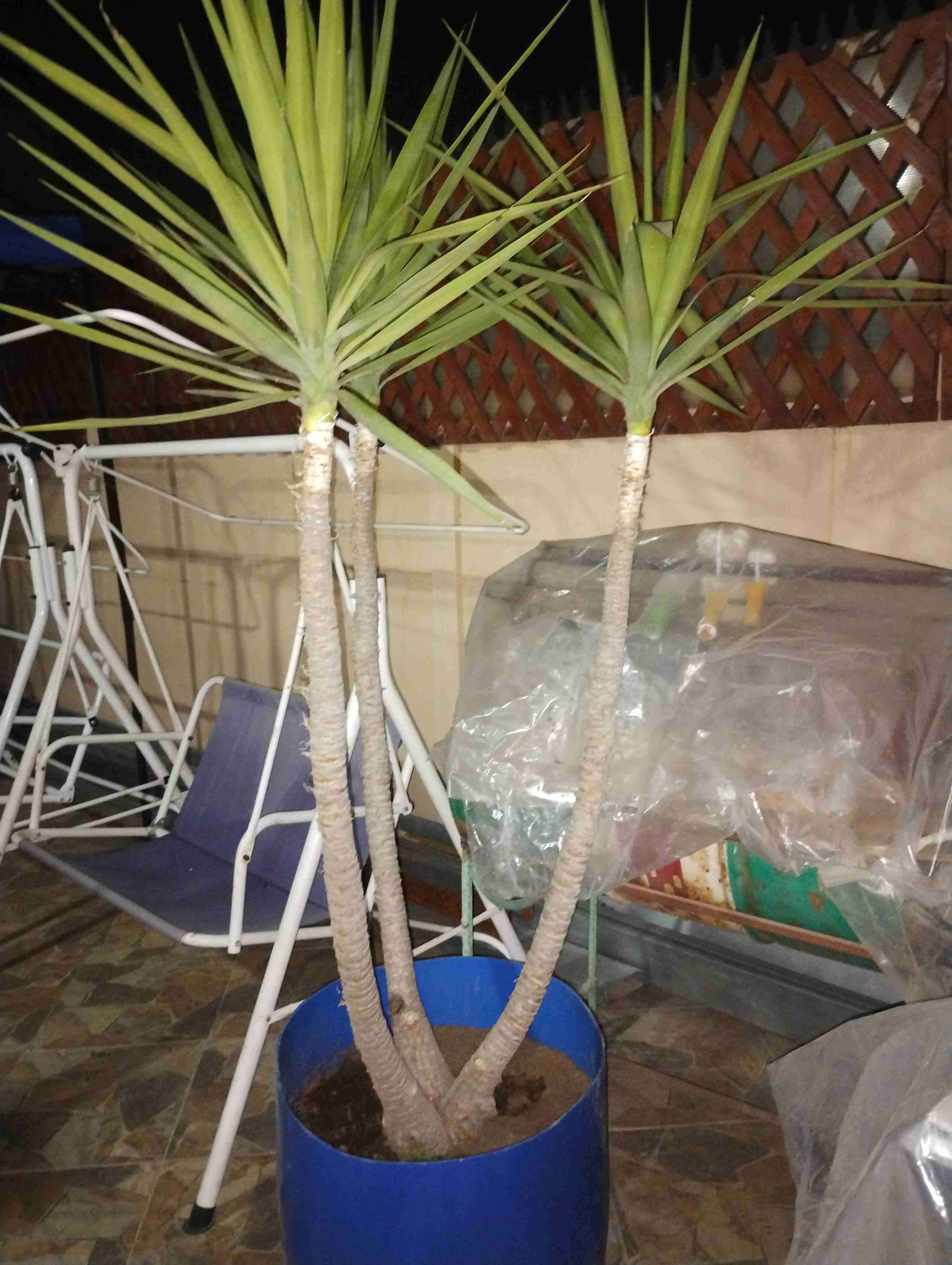 Plantas de interior en macetas - miniatura 4