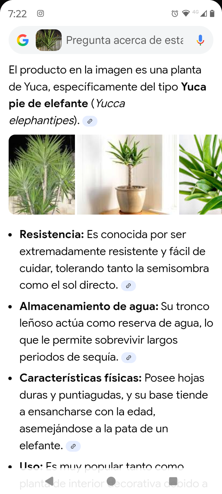 Plantas de interior en macetas - miniatura 5