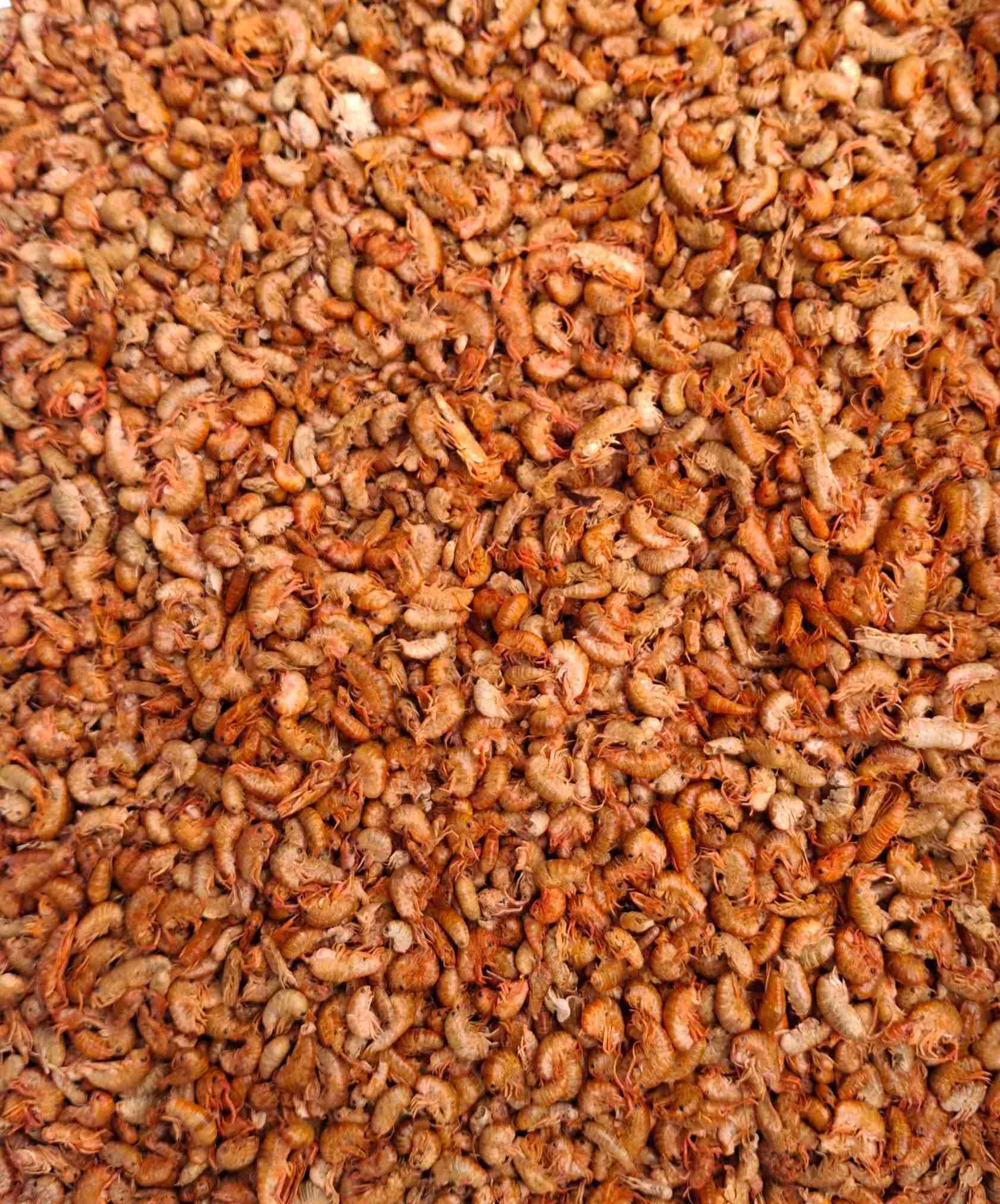 Pulga de mar alimento para tortugas de agua