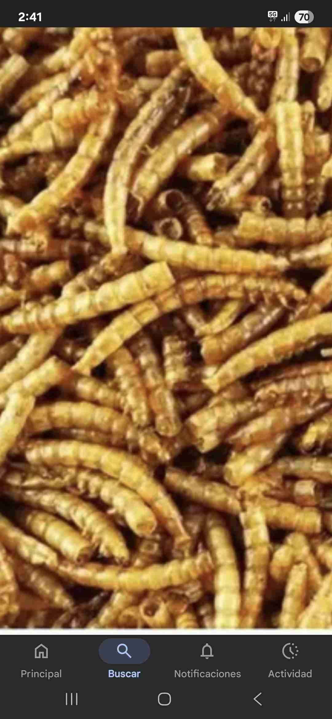 Tenebrios deshidratado alimento para erizos