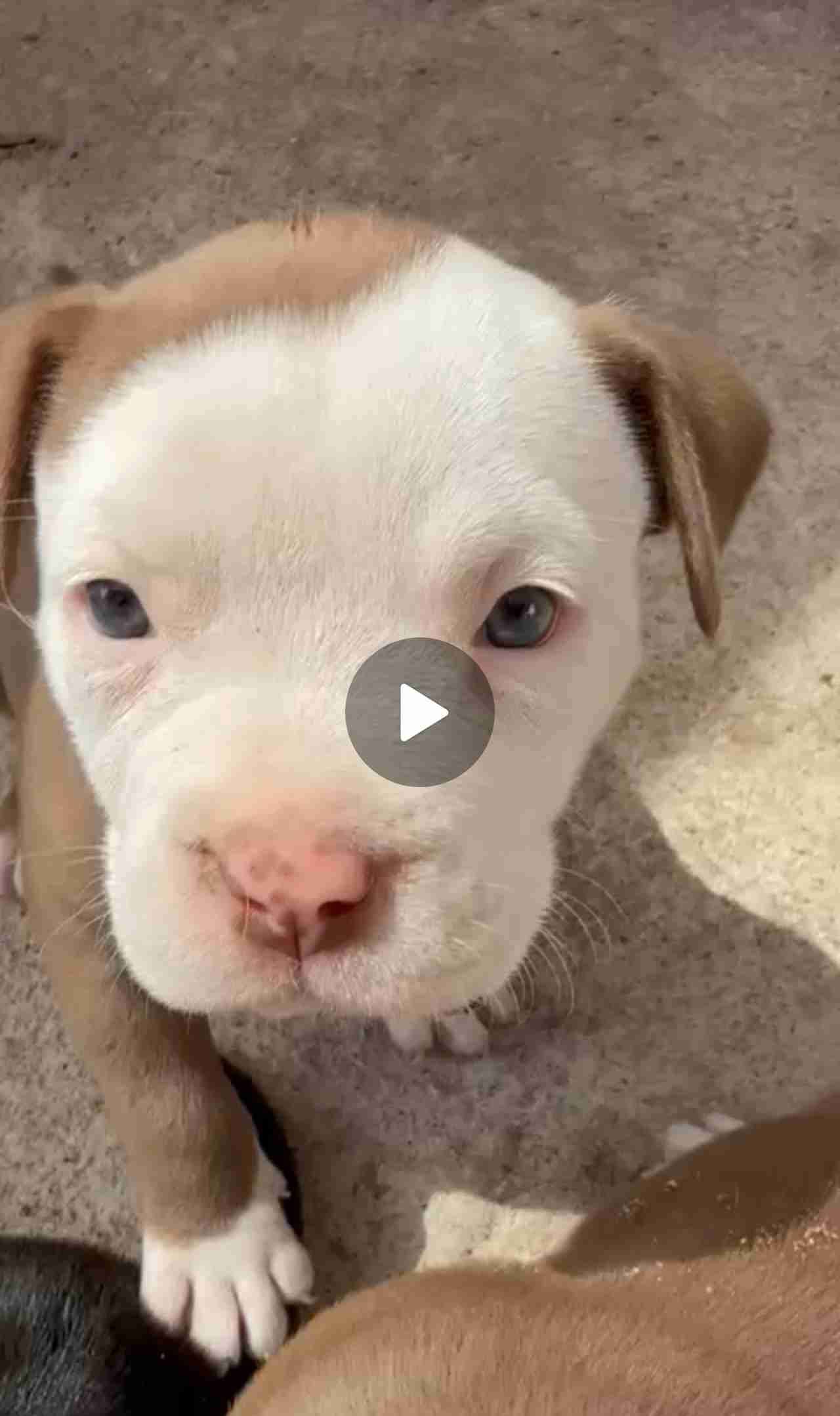 American bully interesados inbox+56979564270 - miniatura 1