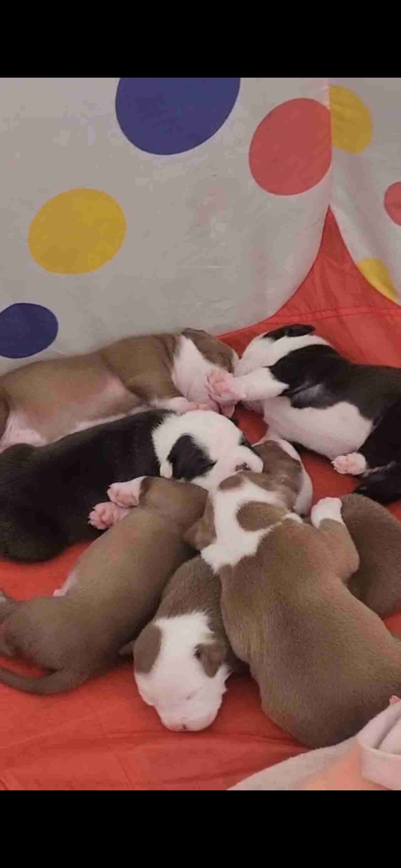 American bully interesados inbox+56979564270 - miniatura 2