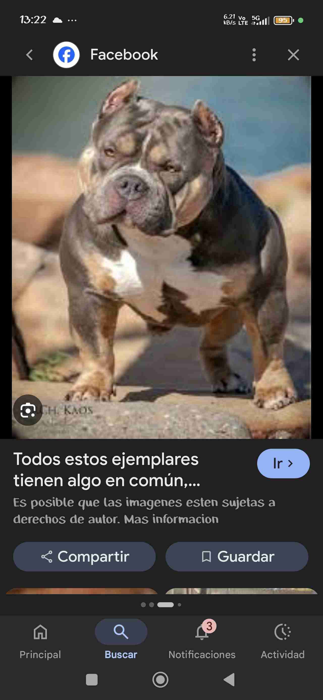 American bully interesados inbox+56979564270 - miniatura 3