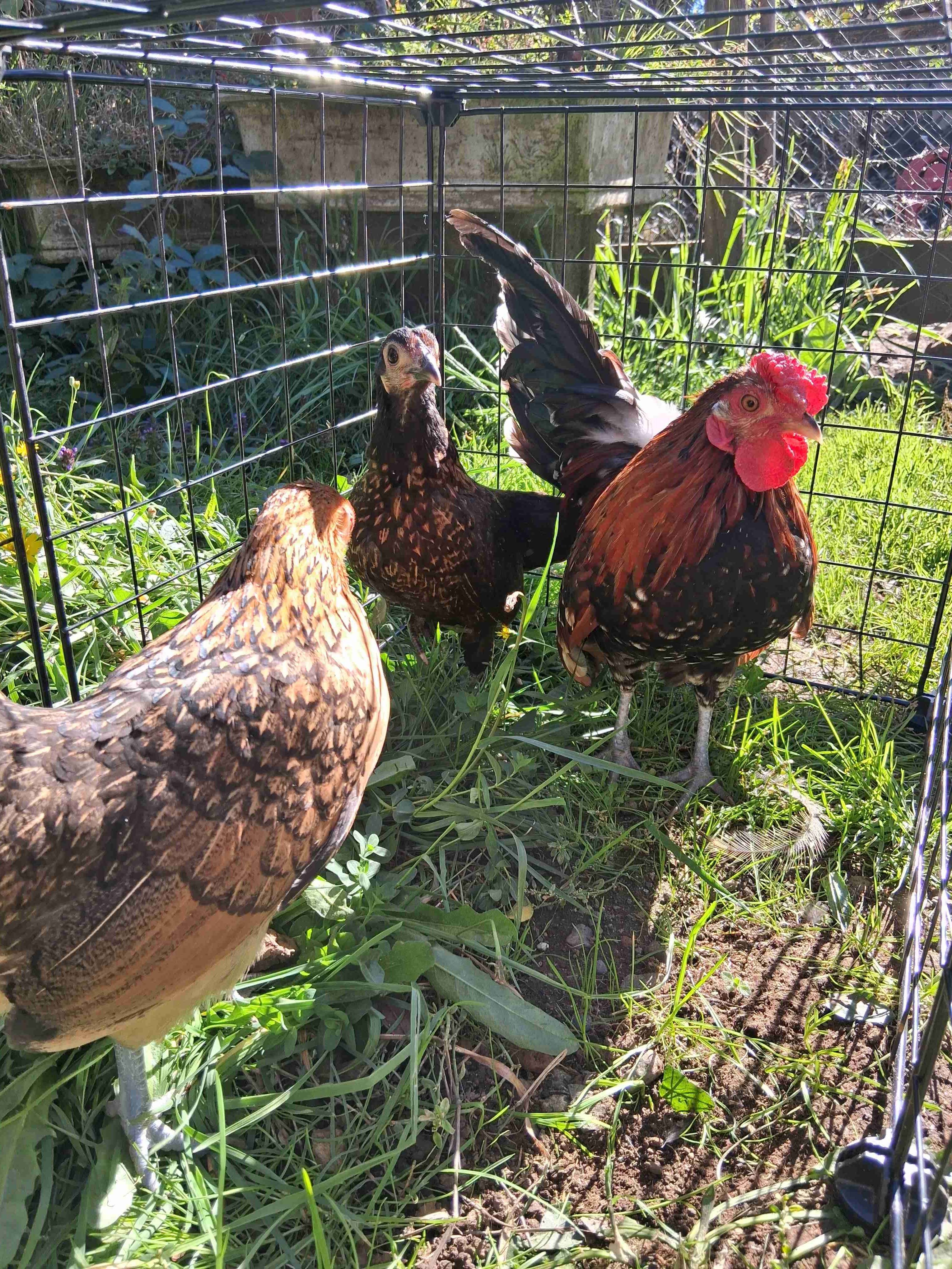 Gallinero con gallinas y gallo - 1