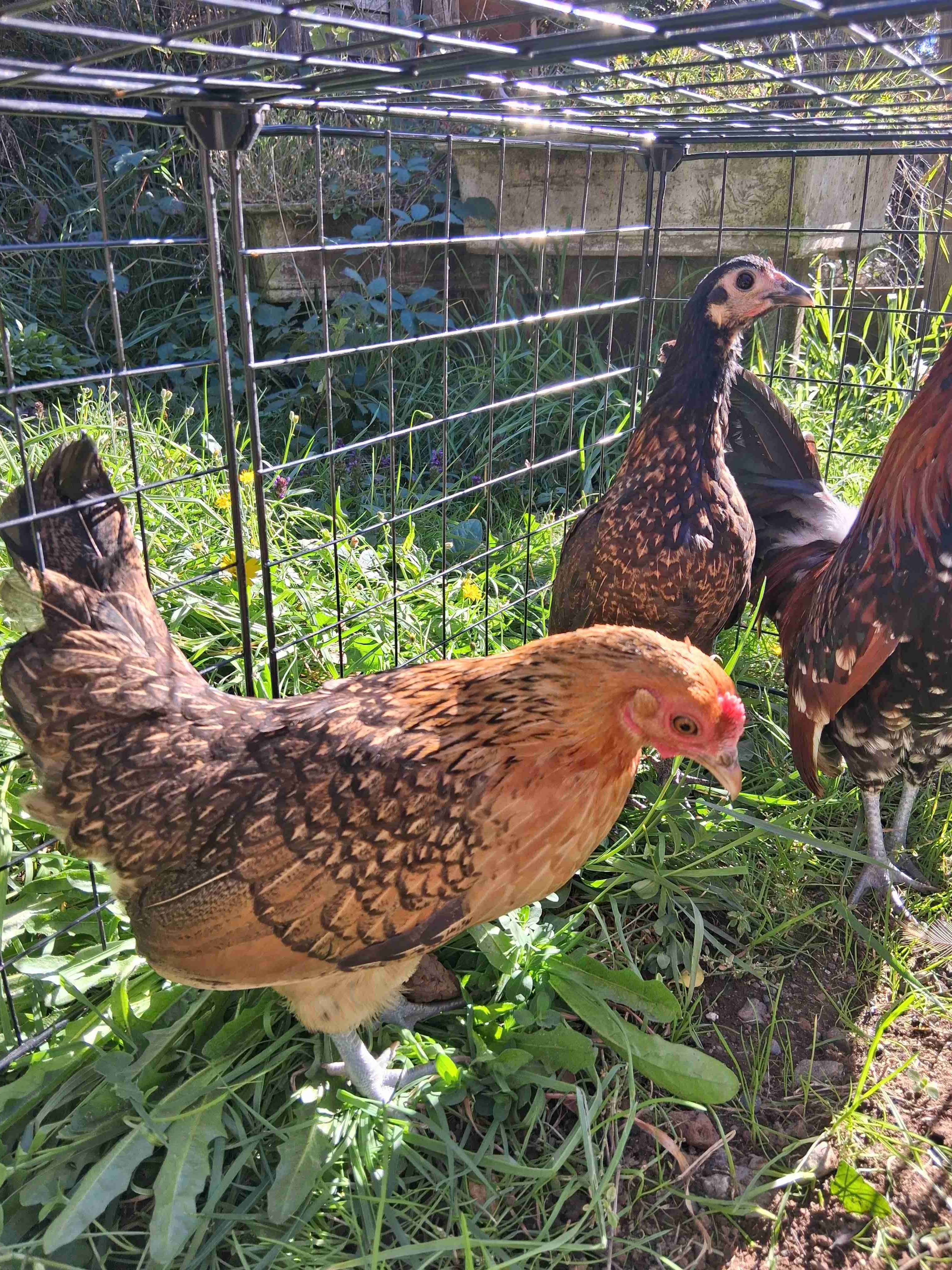 Gallinero con gallinas y gallo - 2