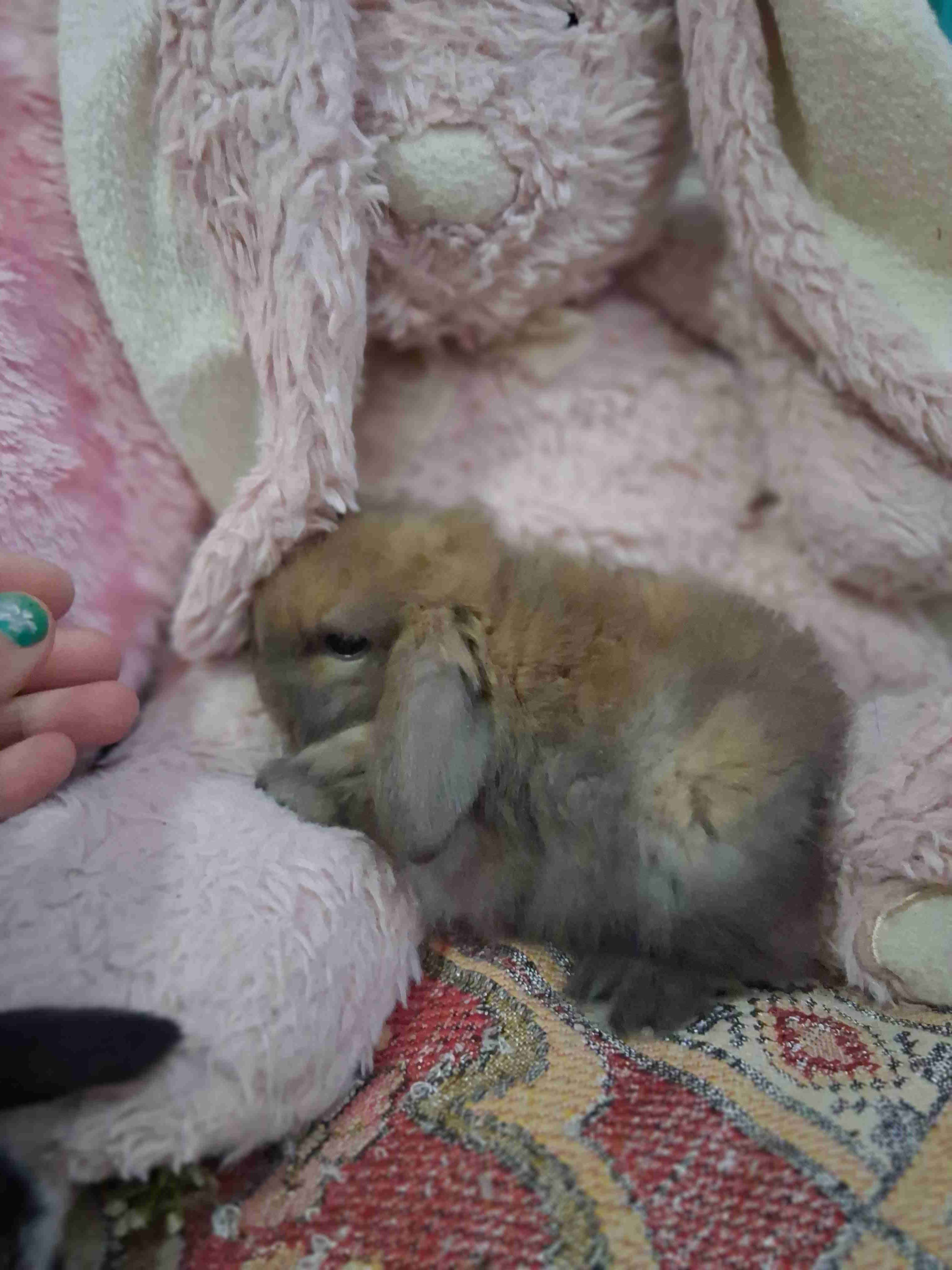 Conejito miniloop - miniatura 2