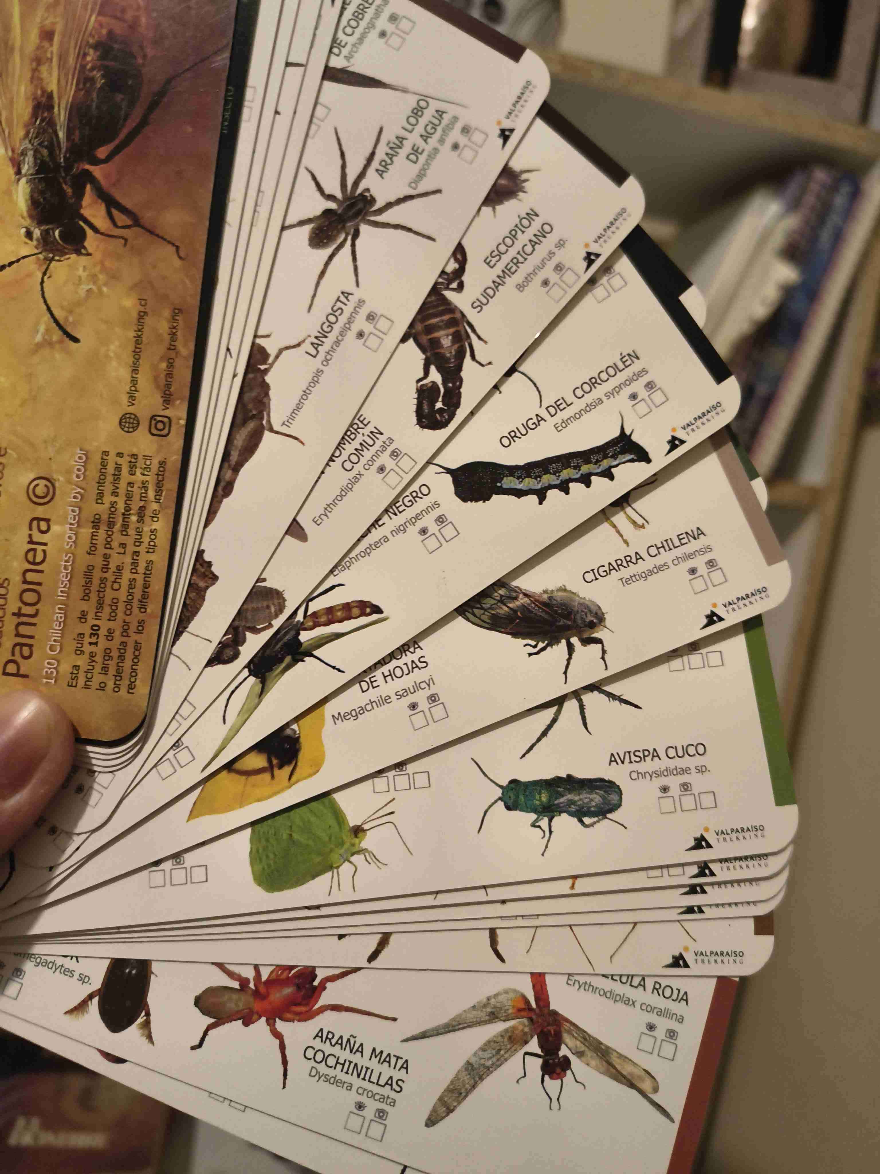 Guía Insectos de Chile - Pantonera - miniatura 3