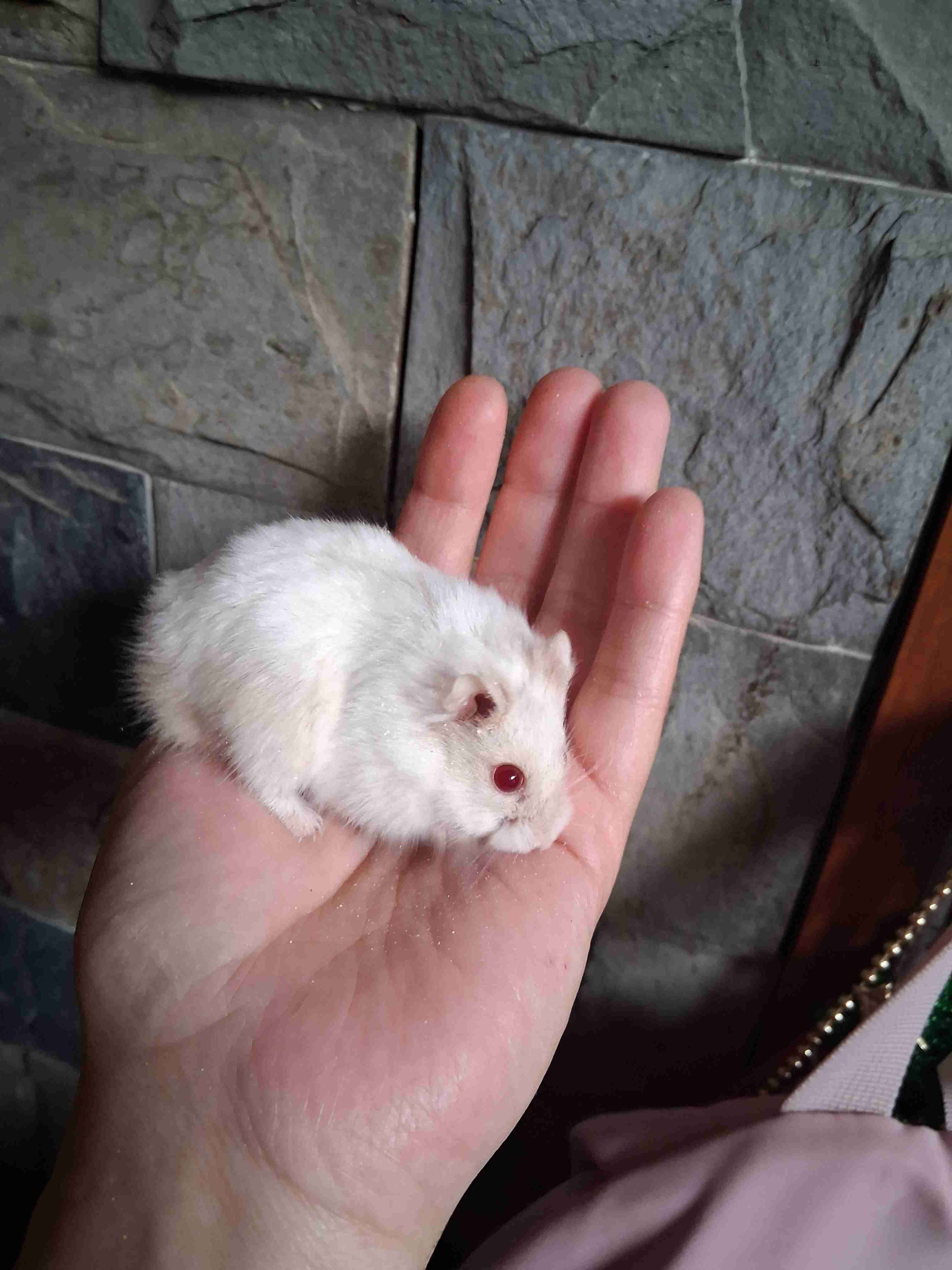 Ardillas rusas - miniatura 2