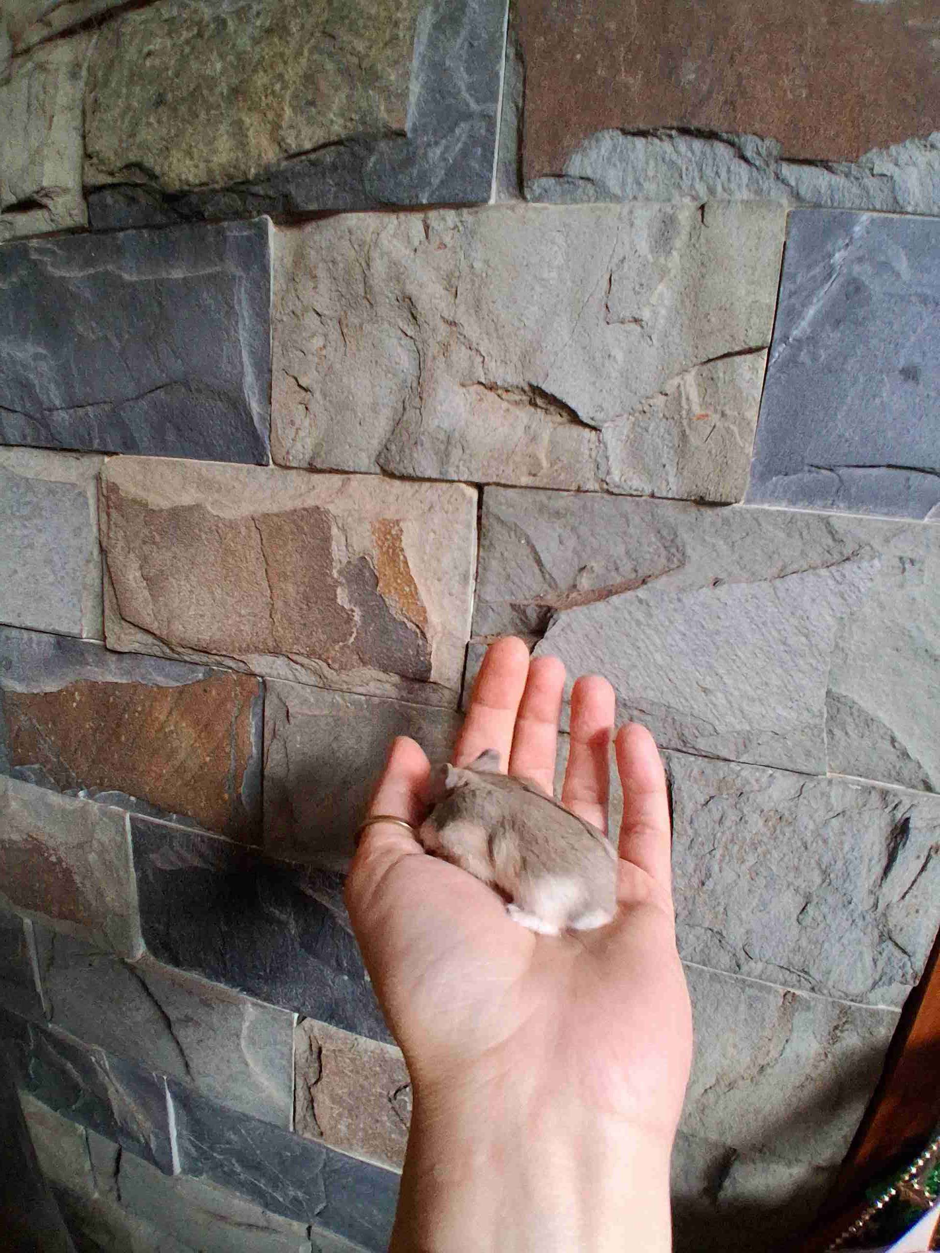 Ardillas rusas - miniatura 3