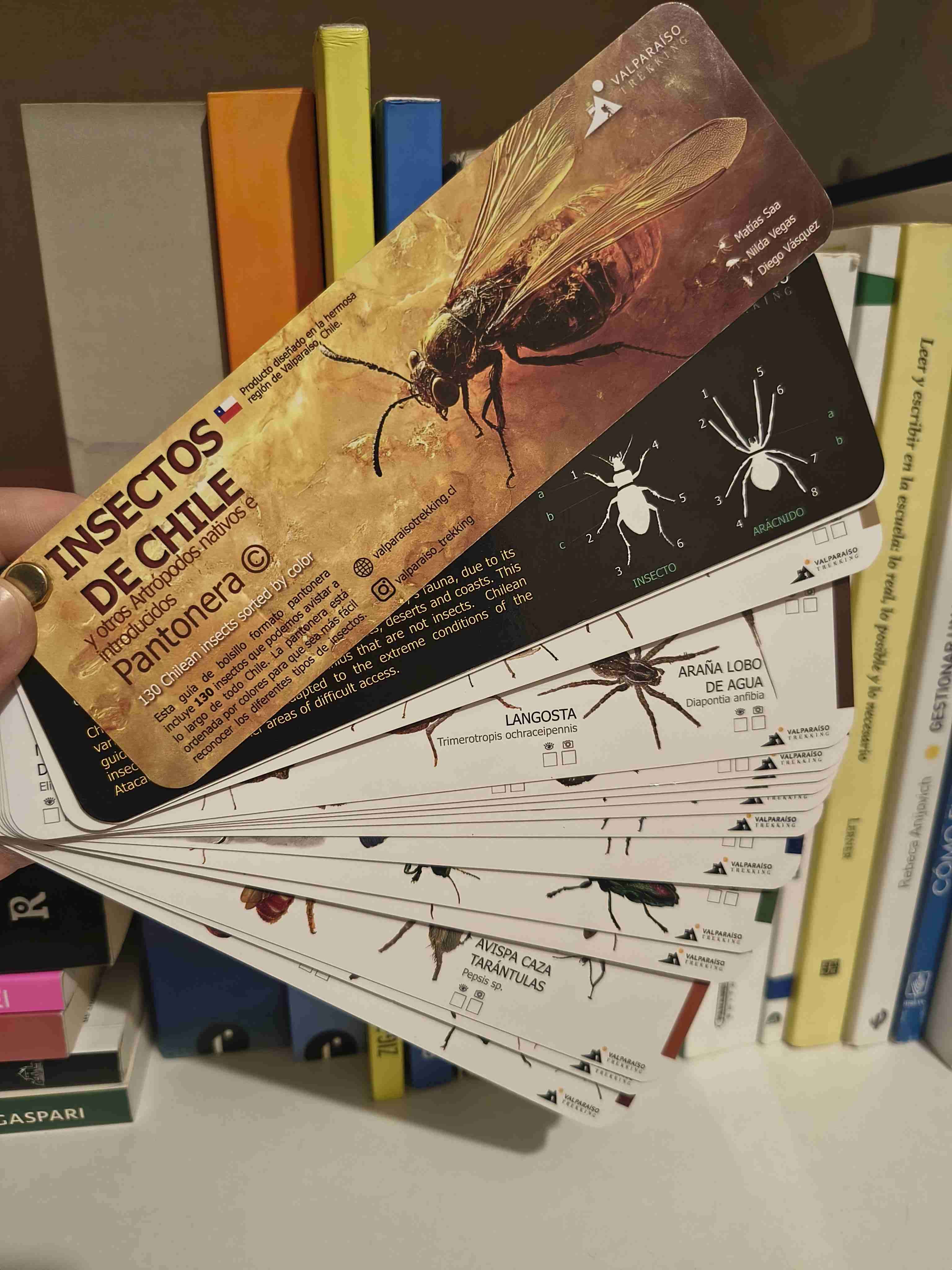 Guía Insectos de Chile - miniatura 2