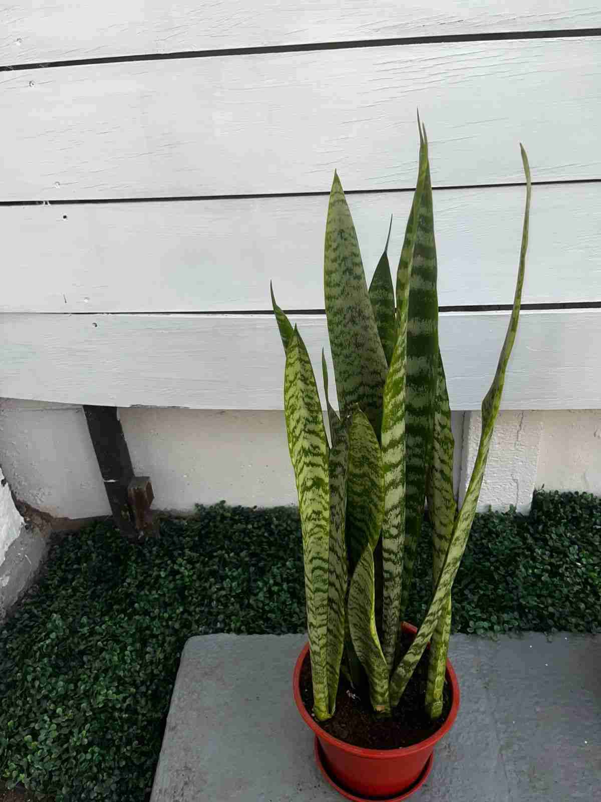 Planta Sansevieria (4) en maceta - miniatura 1