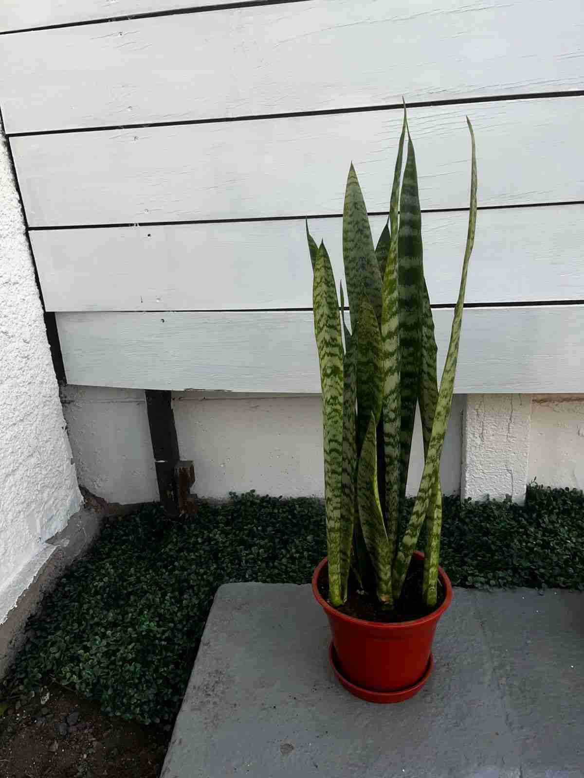 Planta Sansevieria (4) en maceta - miniatura 2