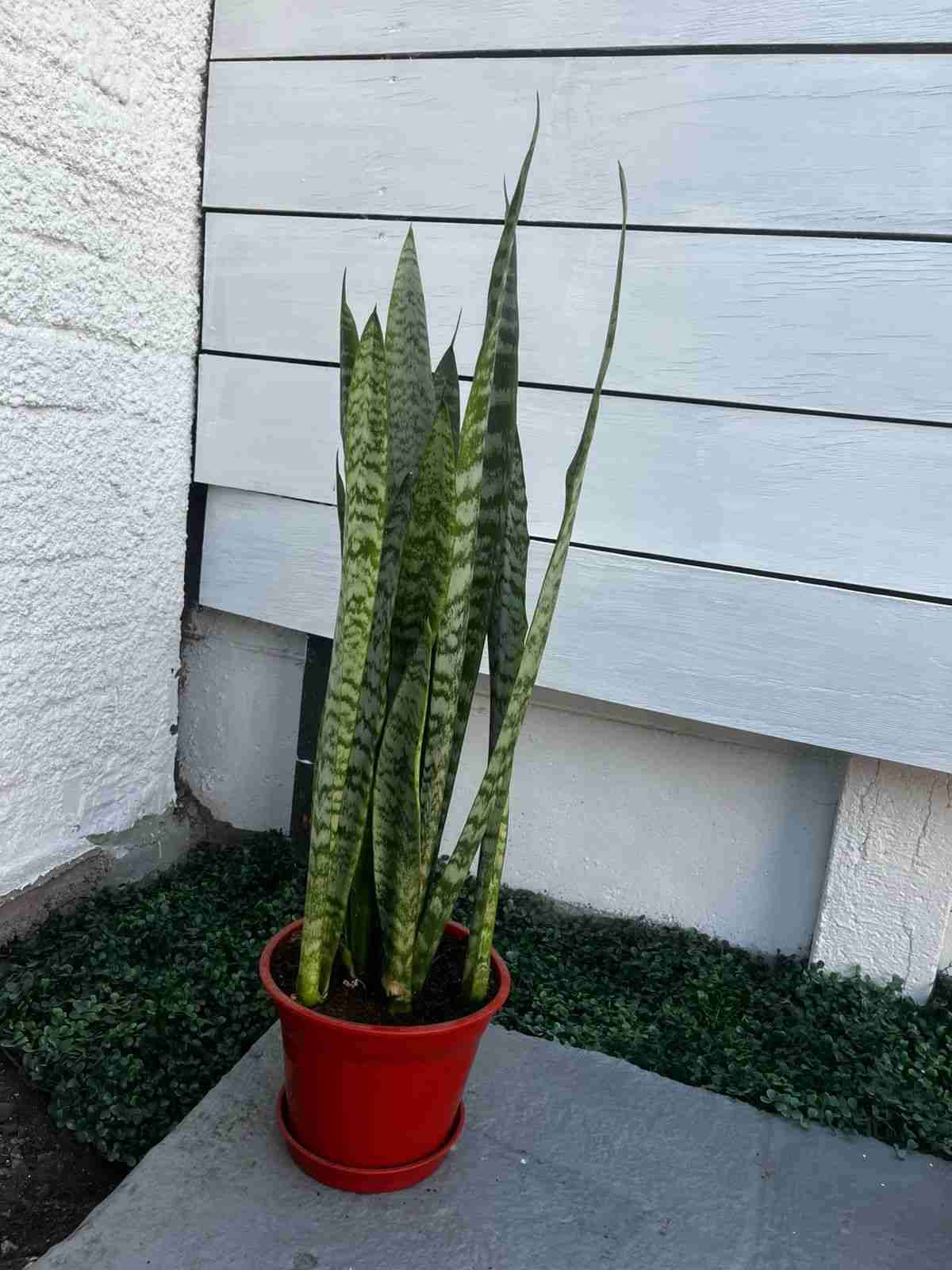 Planta Sansevieria (4) en maceta - miniatura 3