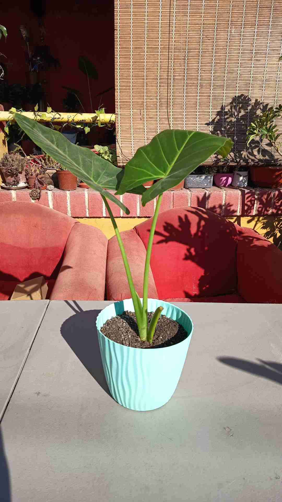 Mantos de Eva en maceta de auto regado - miniatura 1