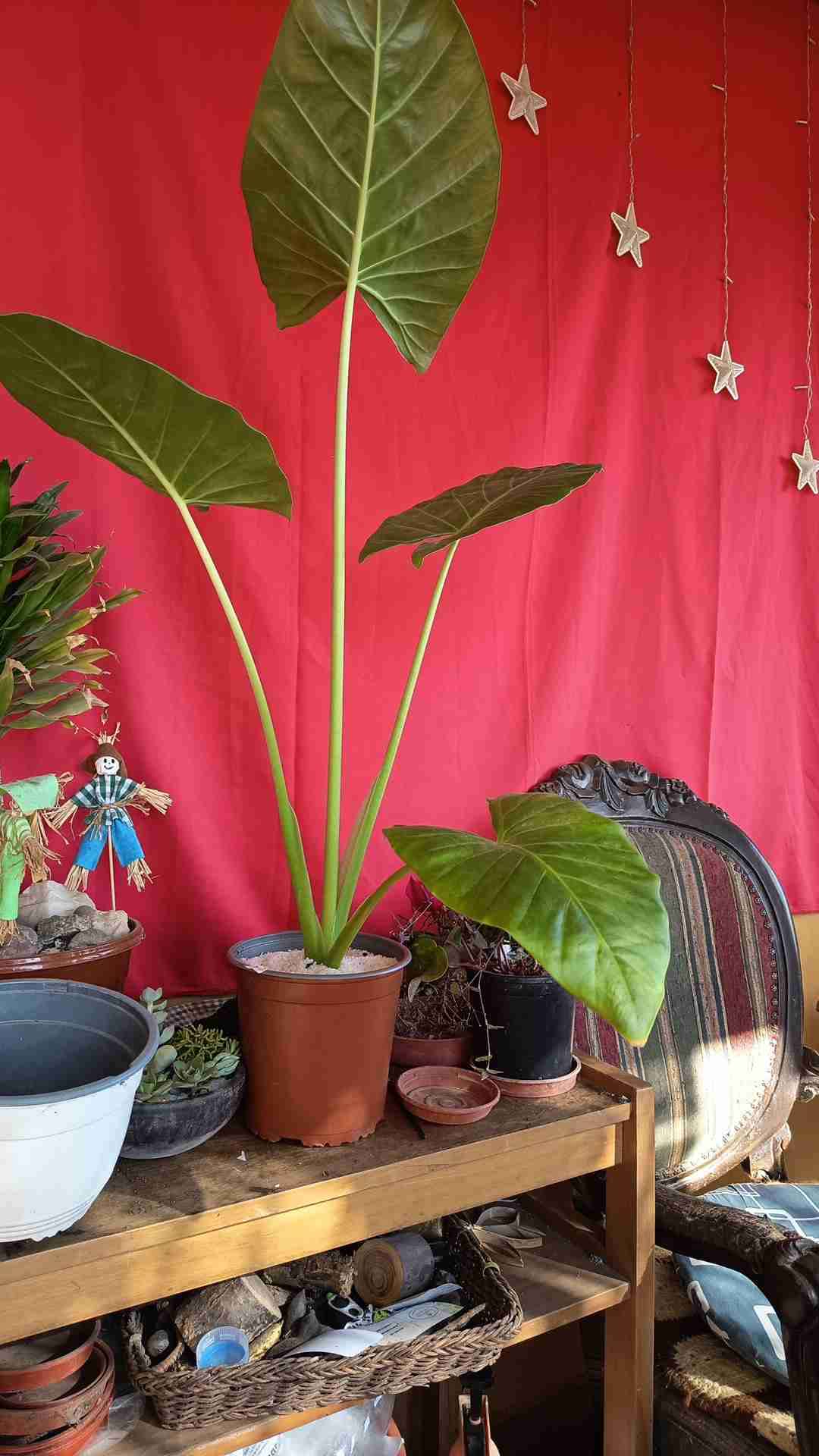 Mantos de Eva en maceta de auto regado - miniatura 2